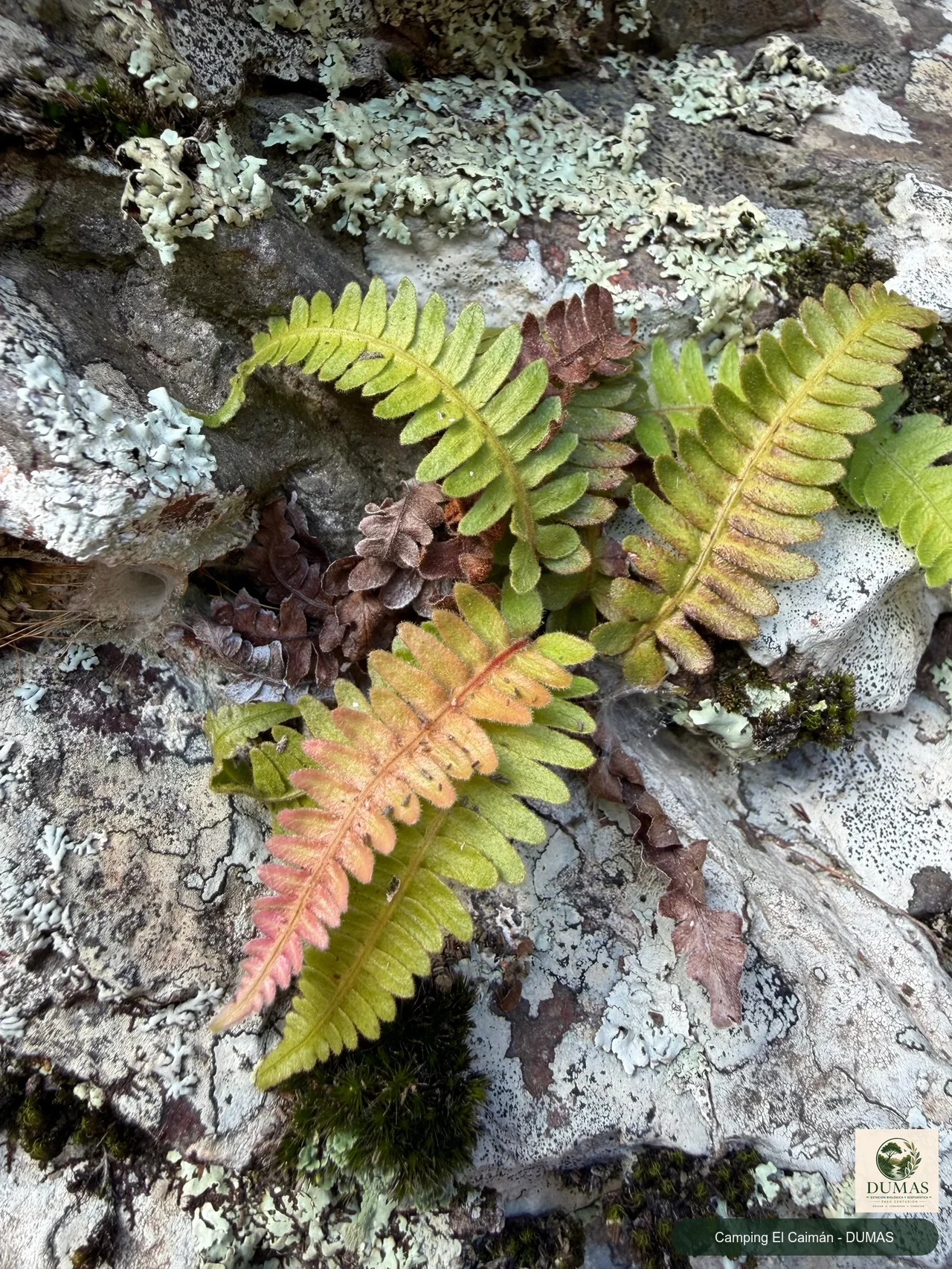 Registro fotográfico de Blechnum laevigatum