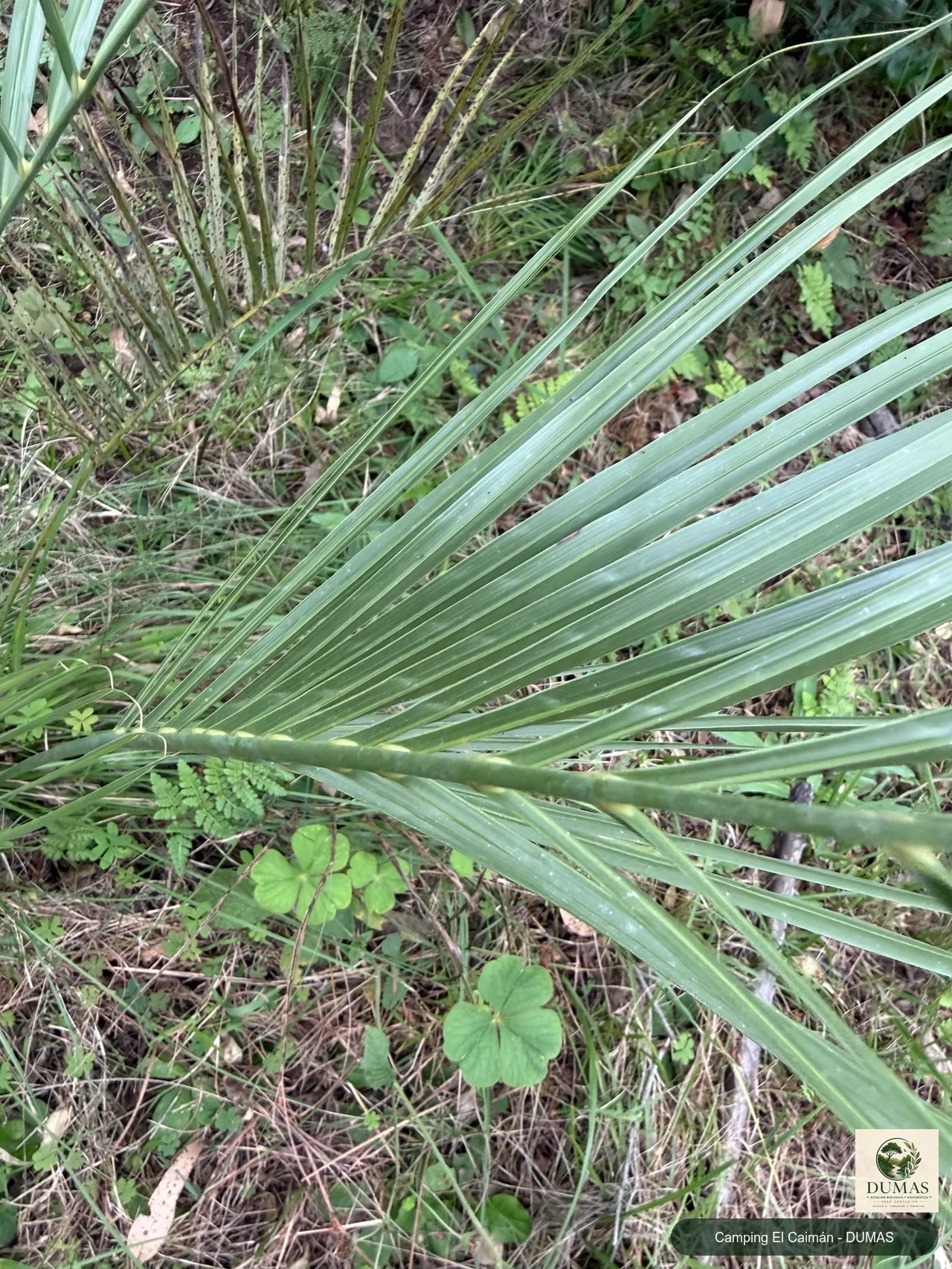 Registro fotográfico de Palmera butiá