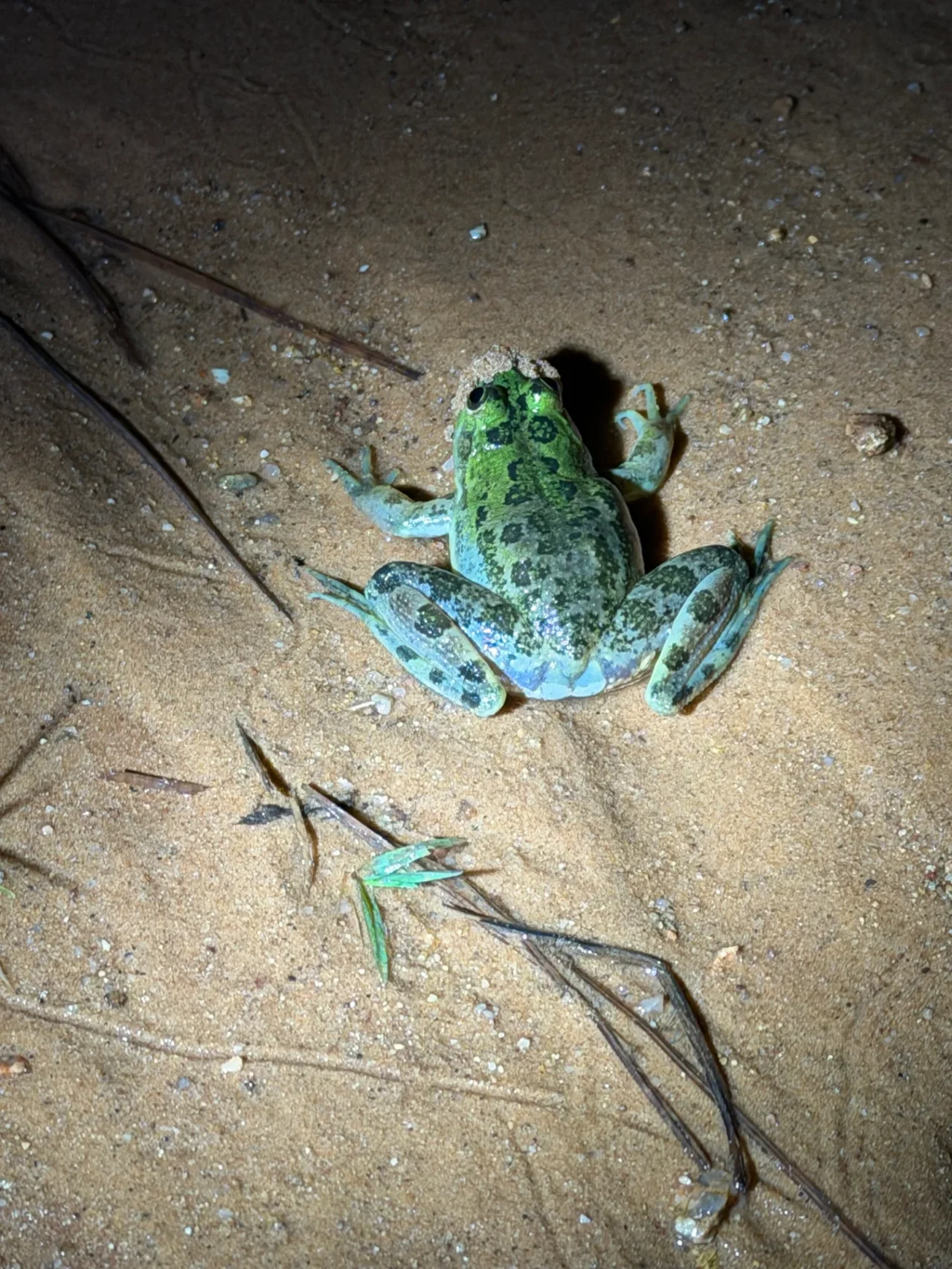 Foto del paseo Observación nocturna de anfibios y fauna asociada