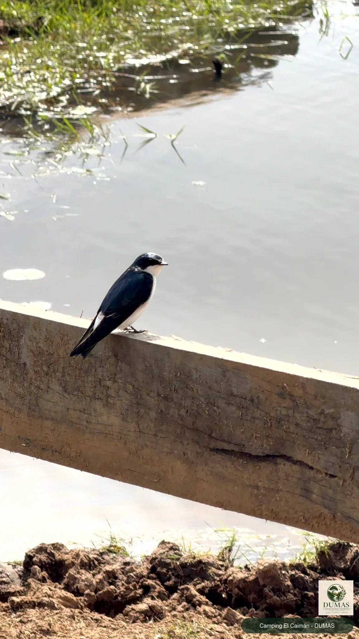 Registro fotográfico de Golondrina ceja blanca
