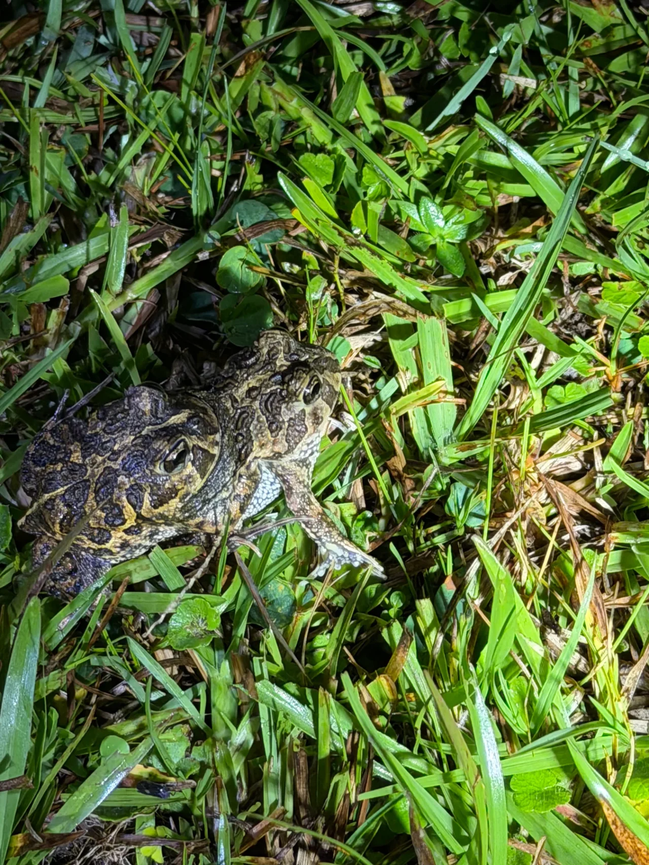 Foto del paseo Observación nocturna de anfibios y fauna asociada