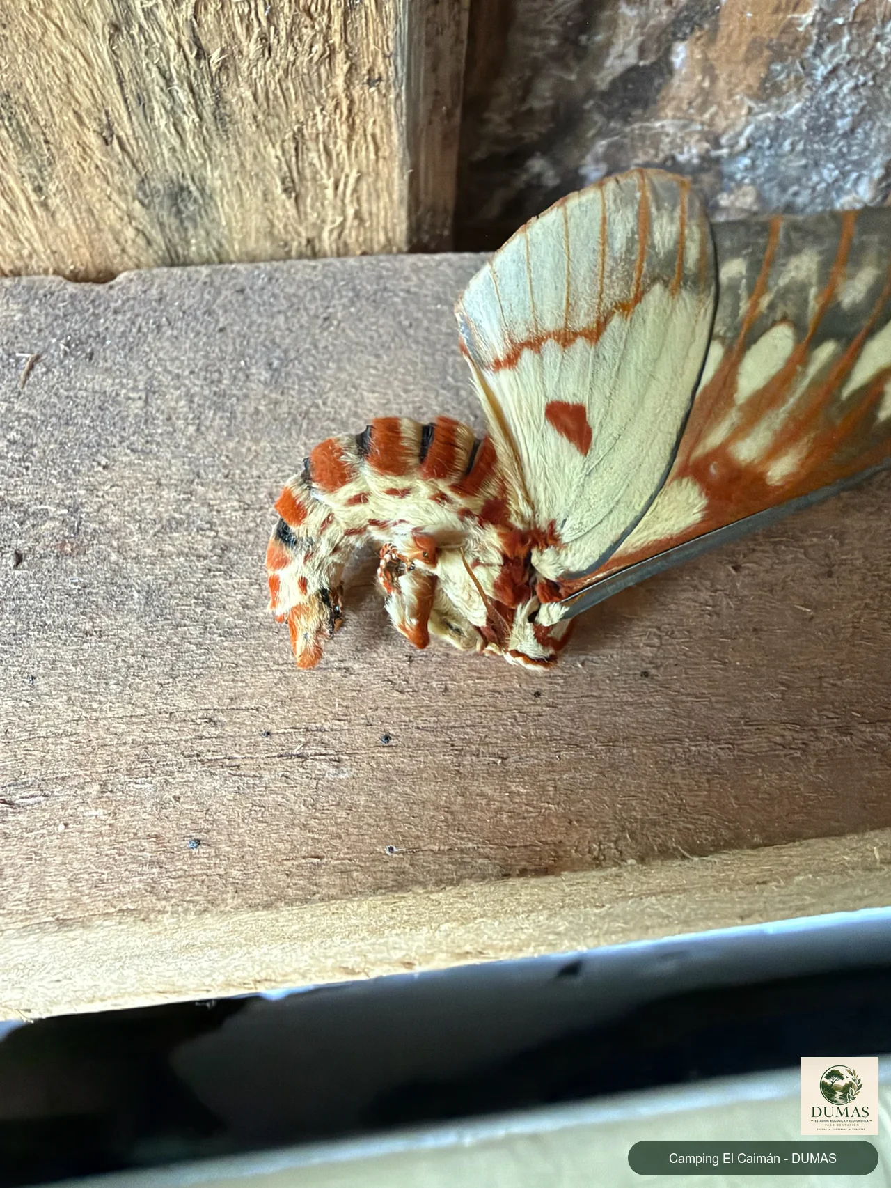 Registro fotográfico de Citheronia brissotii