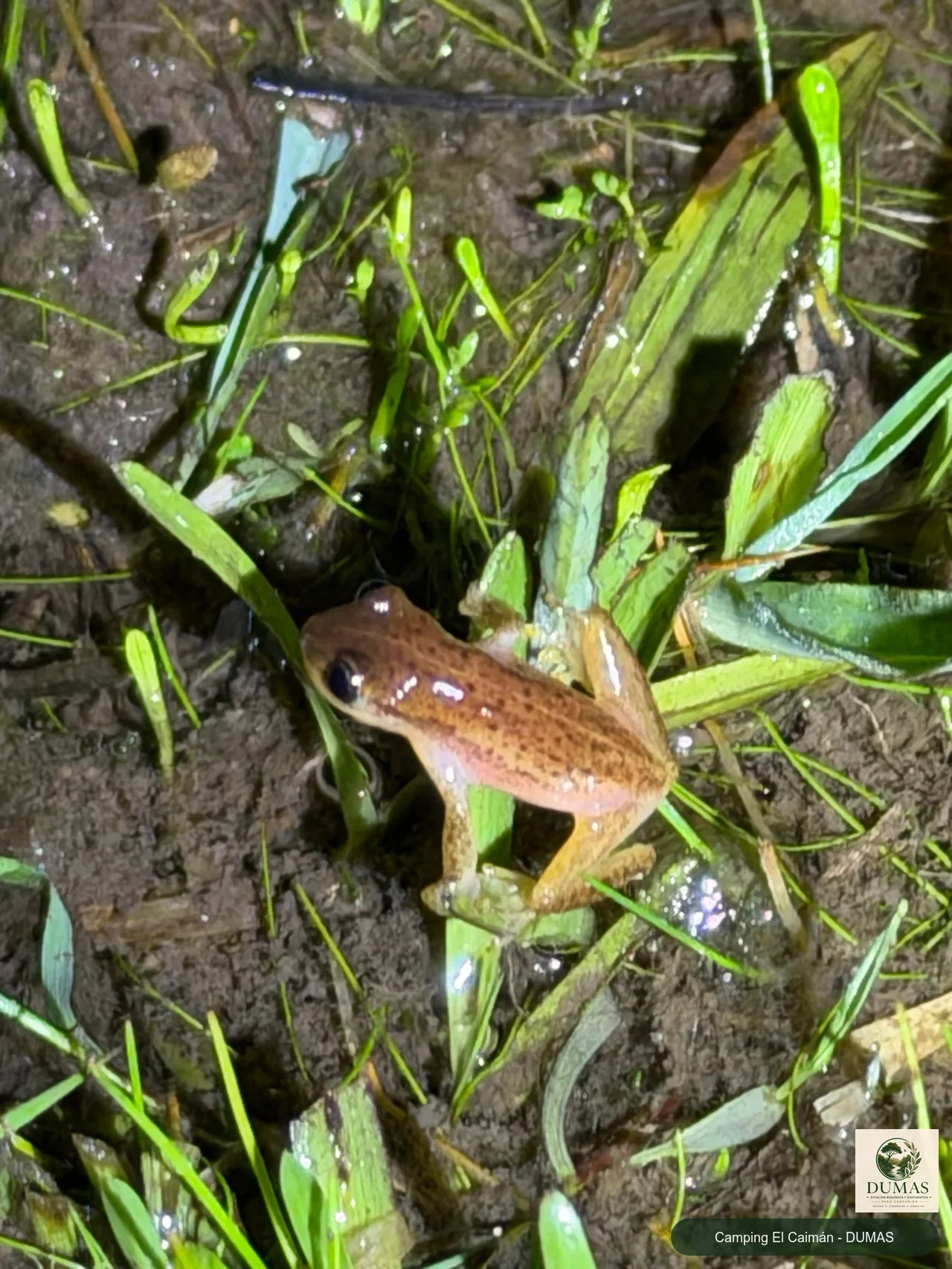 Registro fotográfico de Dendropsophus sanborni