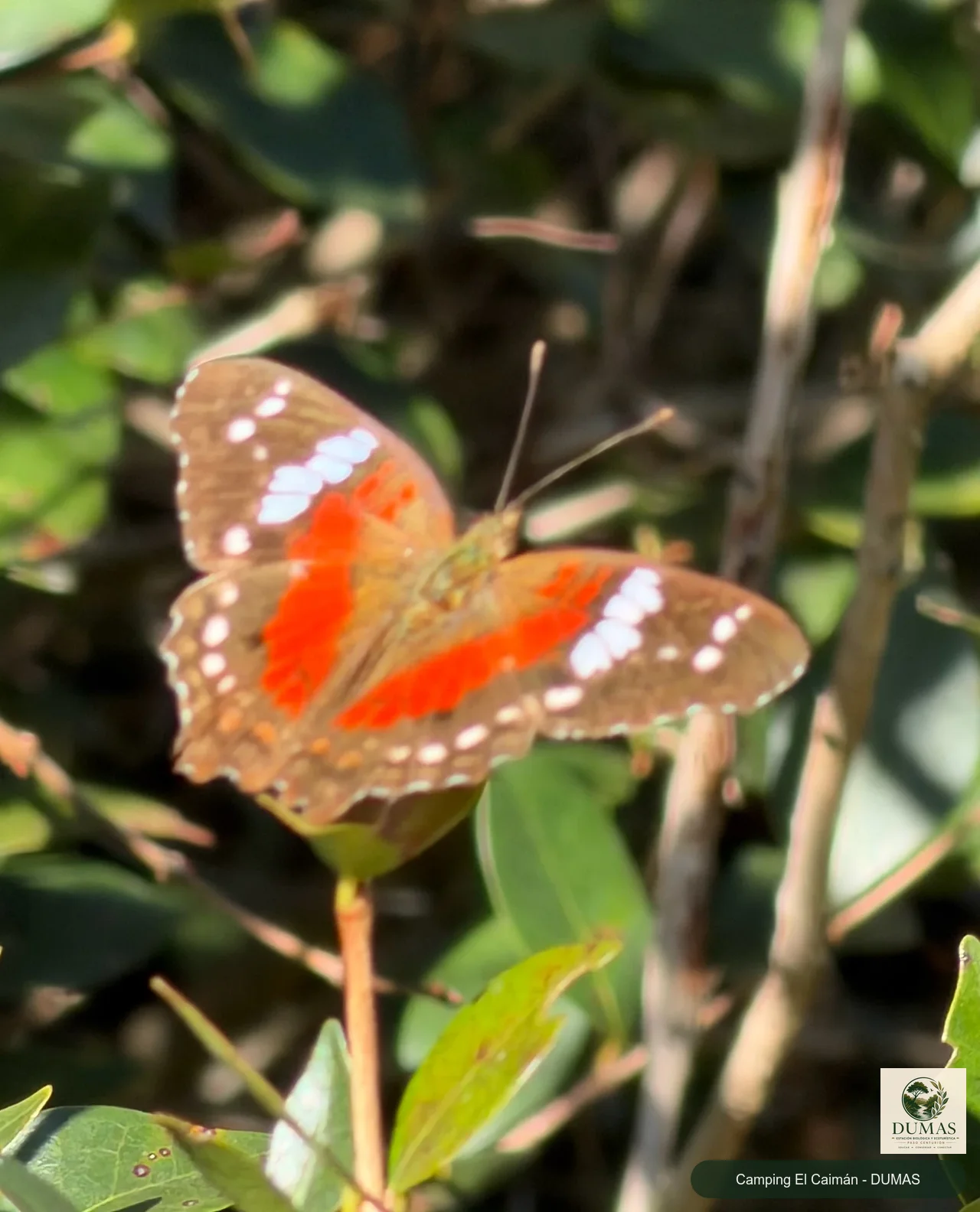 Registro fotográfico de Mariposa pavo real roja