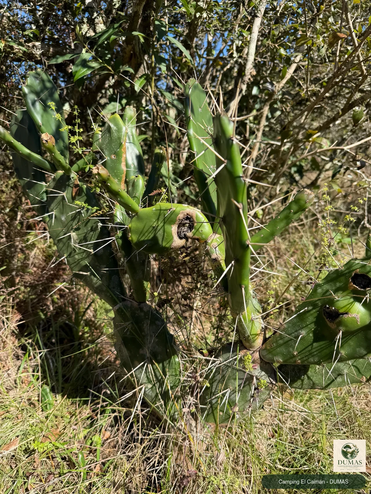 Registro fotográfico de Opuntia arechavaletae