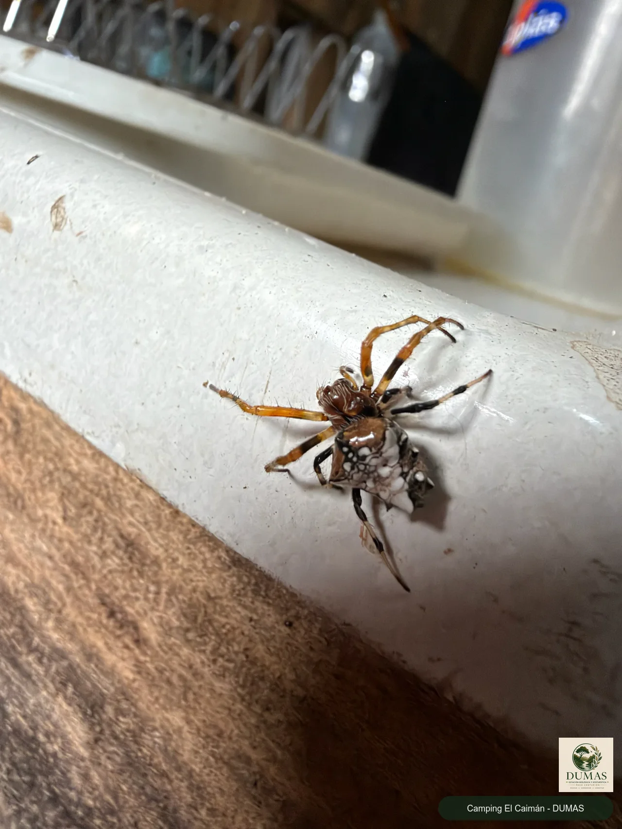 Registro fotográfico de Verrucosa meridionalis