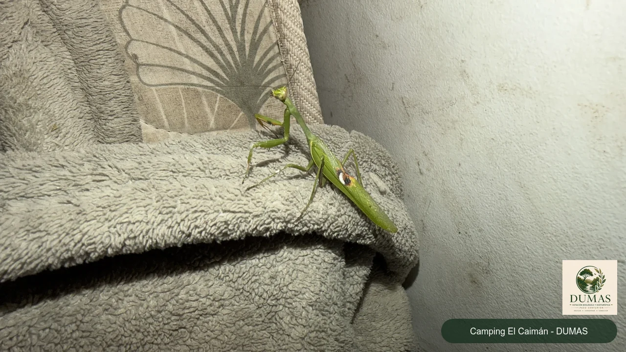 Registro fotográfico de Mantis Verde Argentina
