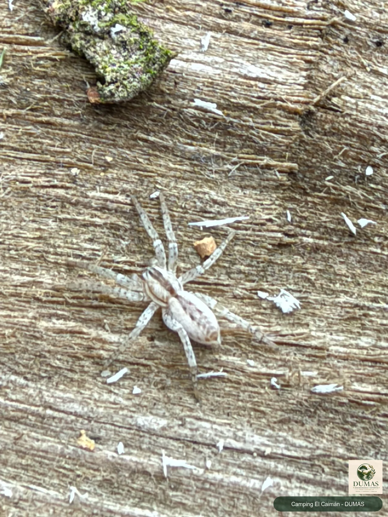 Registro fotográfico de Arachosia praesignis