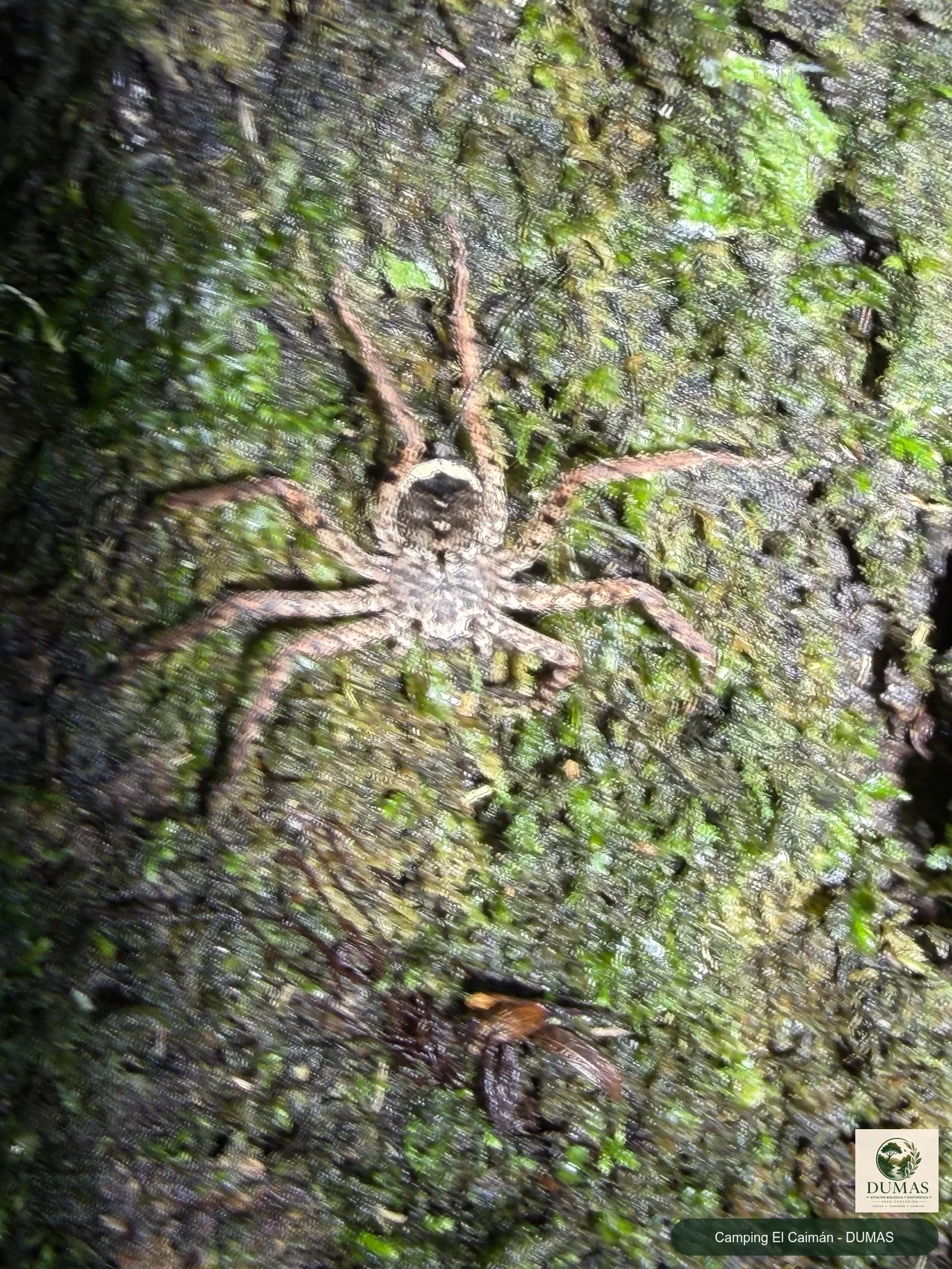 Registro fotográfico de Selenops rapax