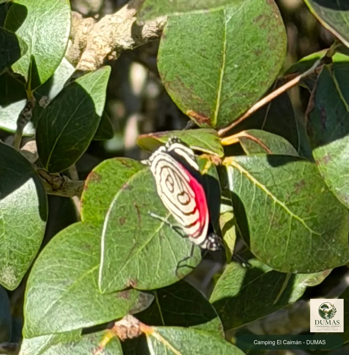 Registro fotográfico de Mariposa ochenta y ocho azul