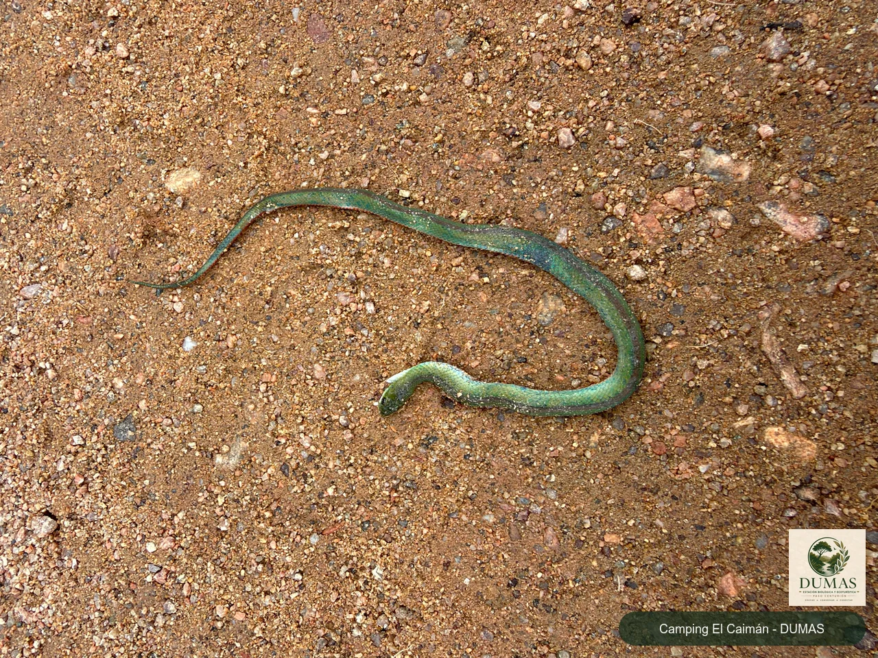 Registro fotográfico de Culebra verde de vientre rojo