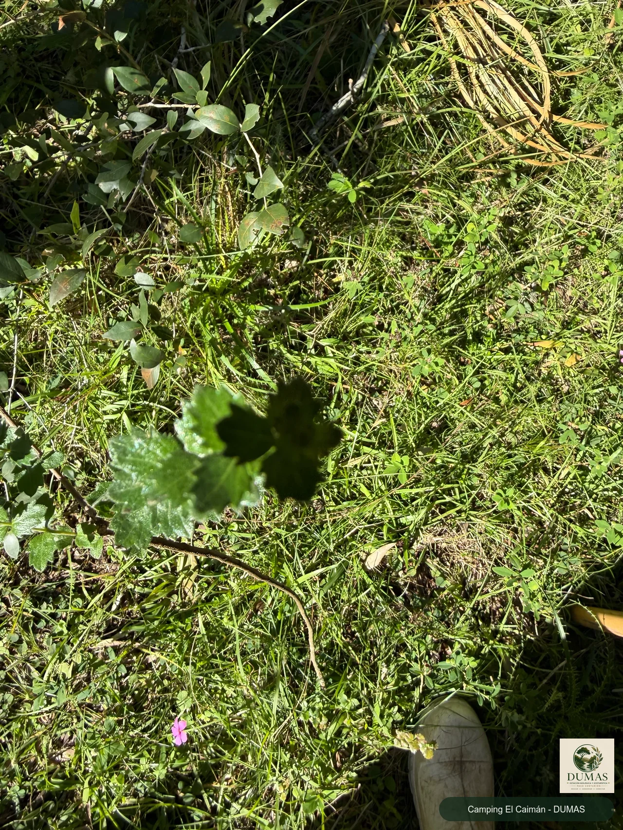Registro fotográfico de Aloysia chamaedryfolia