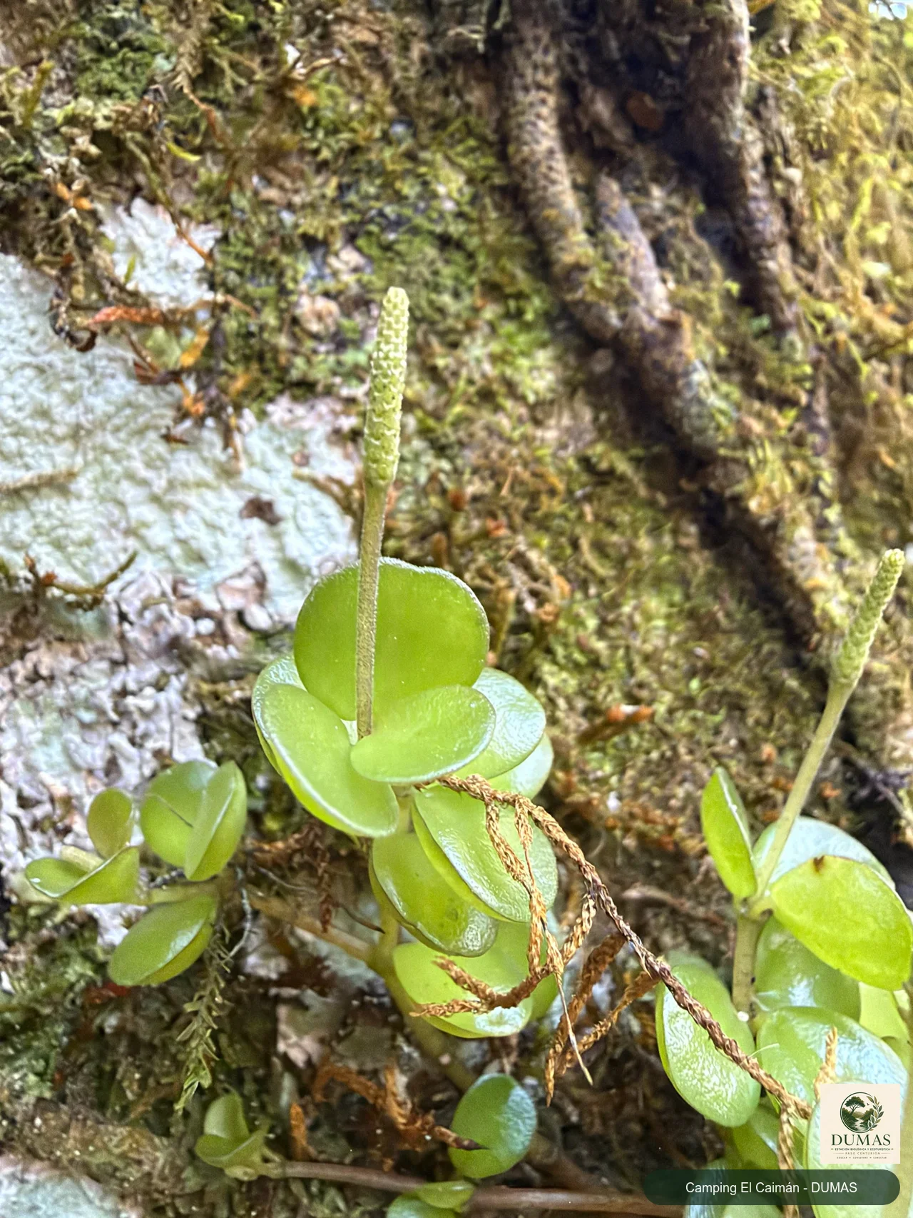 Registro fotográfico de Peperomia catharinae