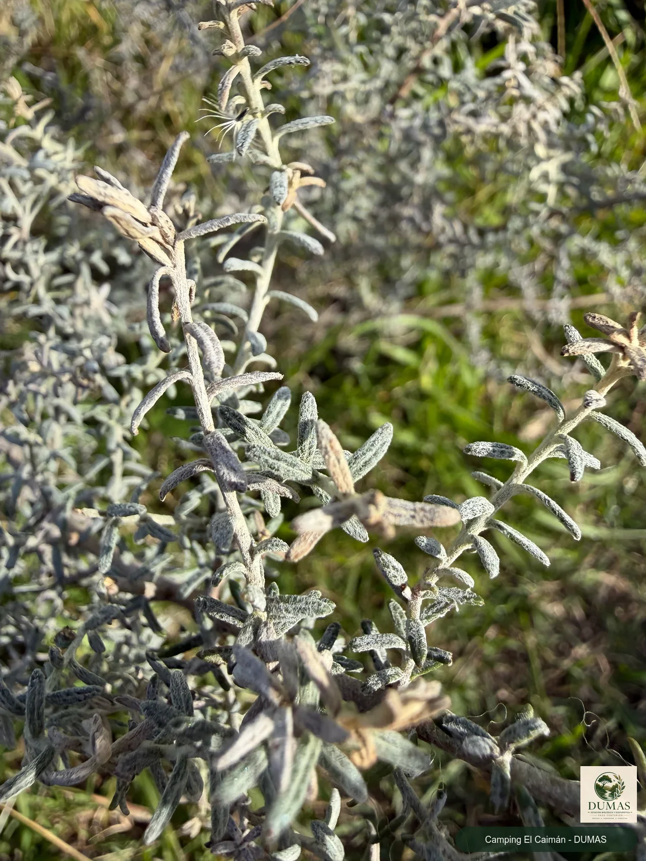 Registro fotográfico de Baccharis ochracea