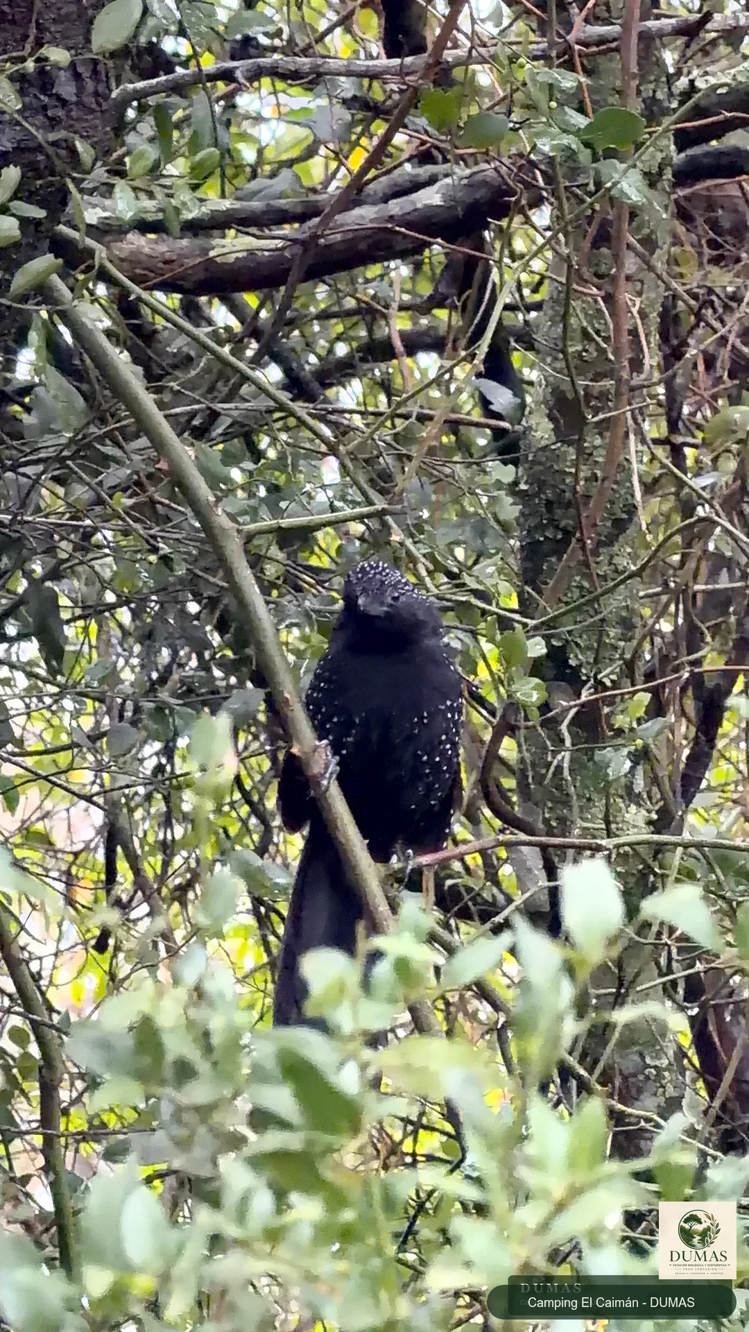 Macho de batará pintado posado entre ramas del monte