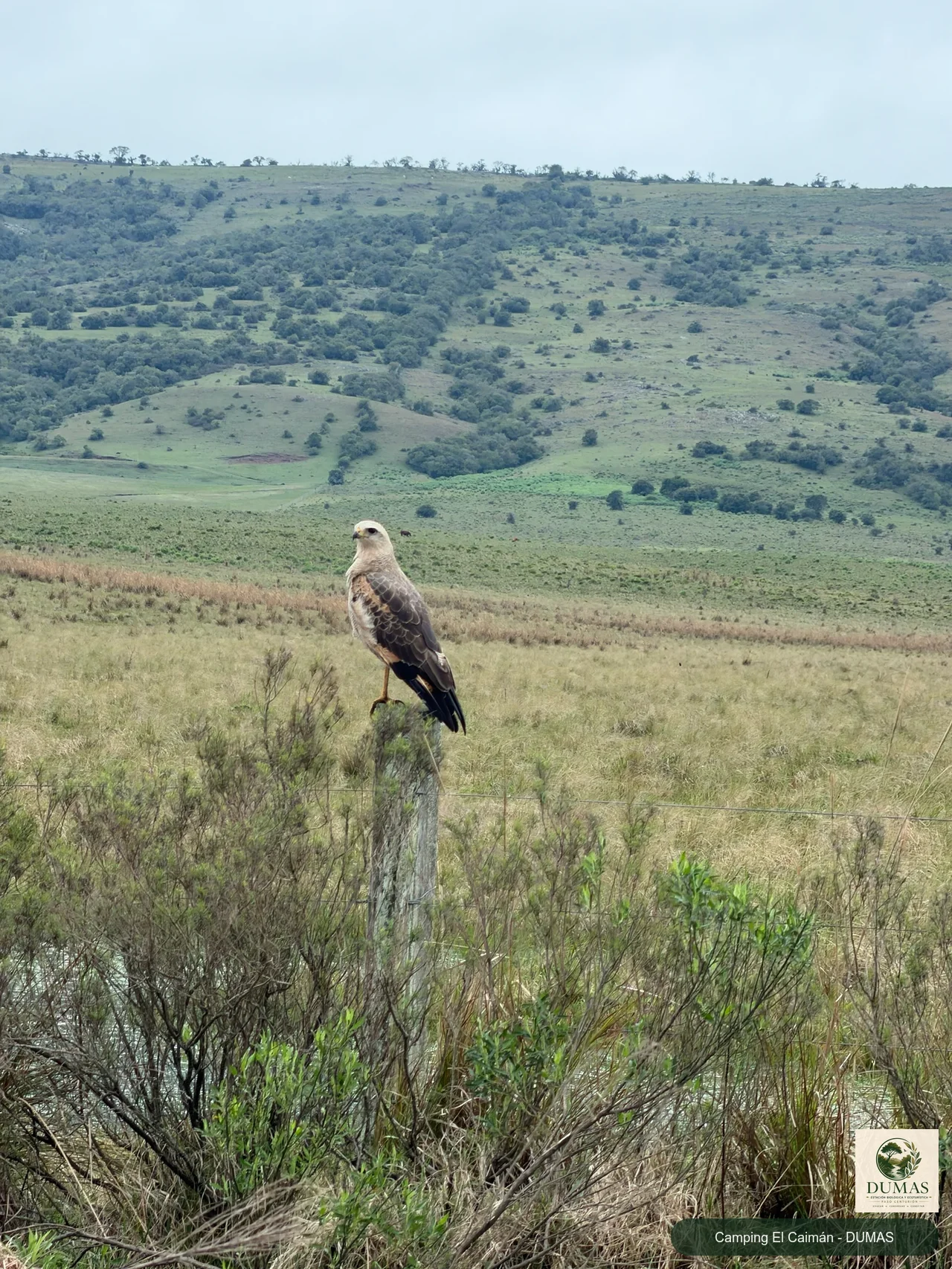 Registro fotográfico de Águila colorada