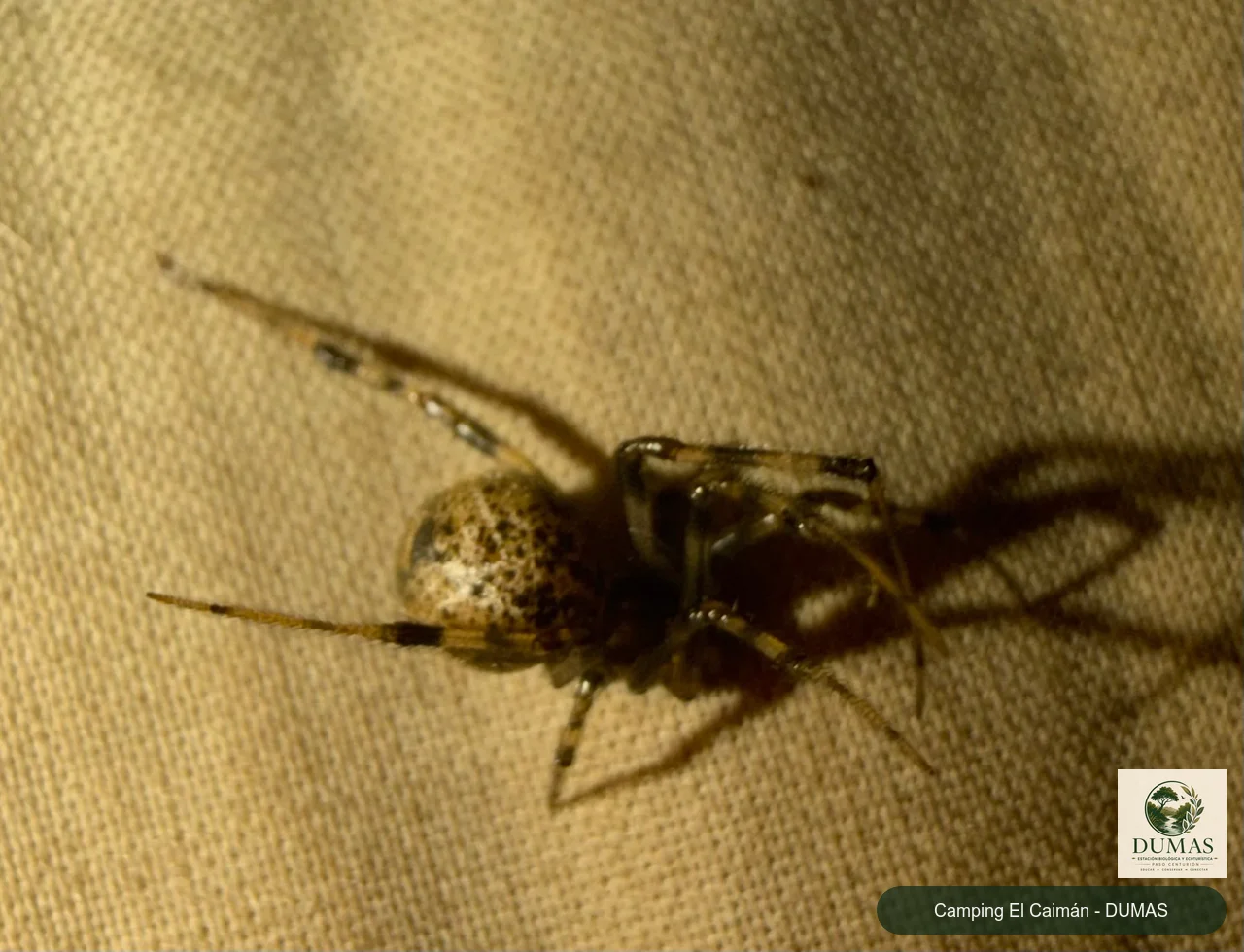 Registro fotográfico de Parasteatoda tepidariorum
