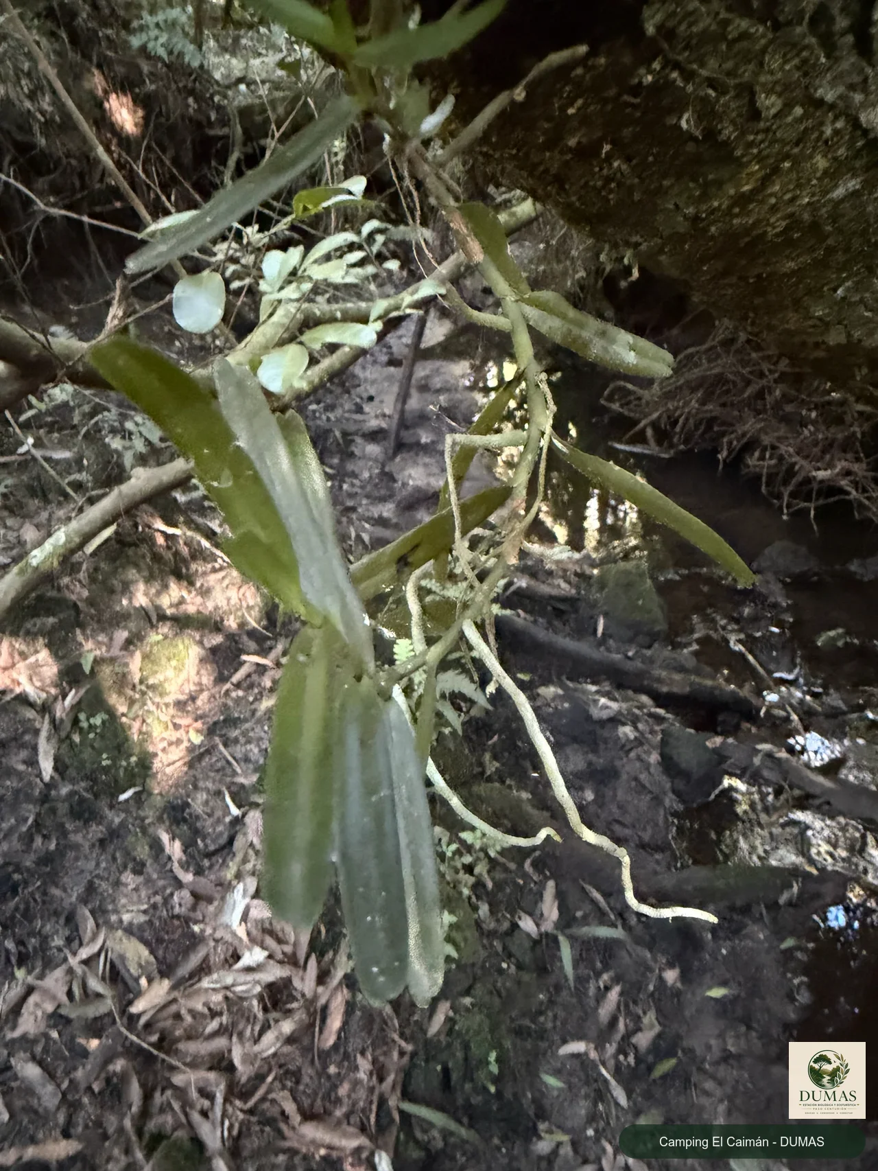 Registro fotográfico de Campylocentrum densiflorum