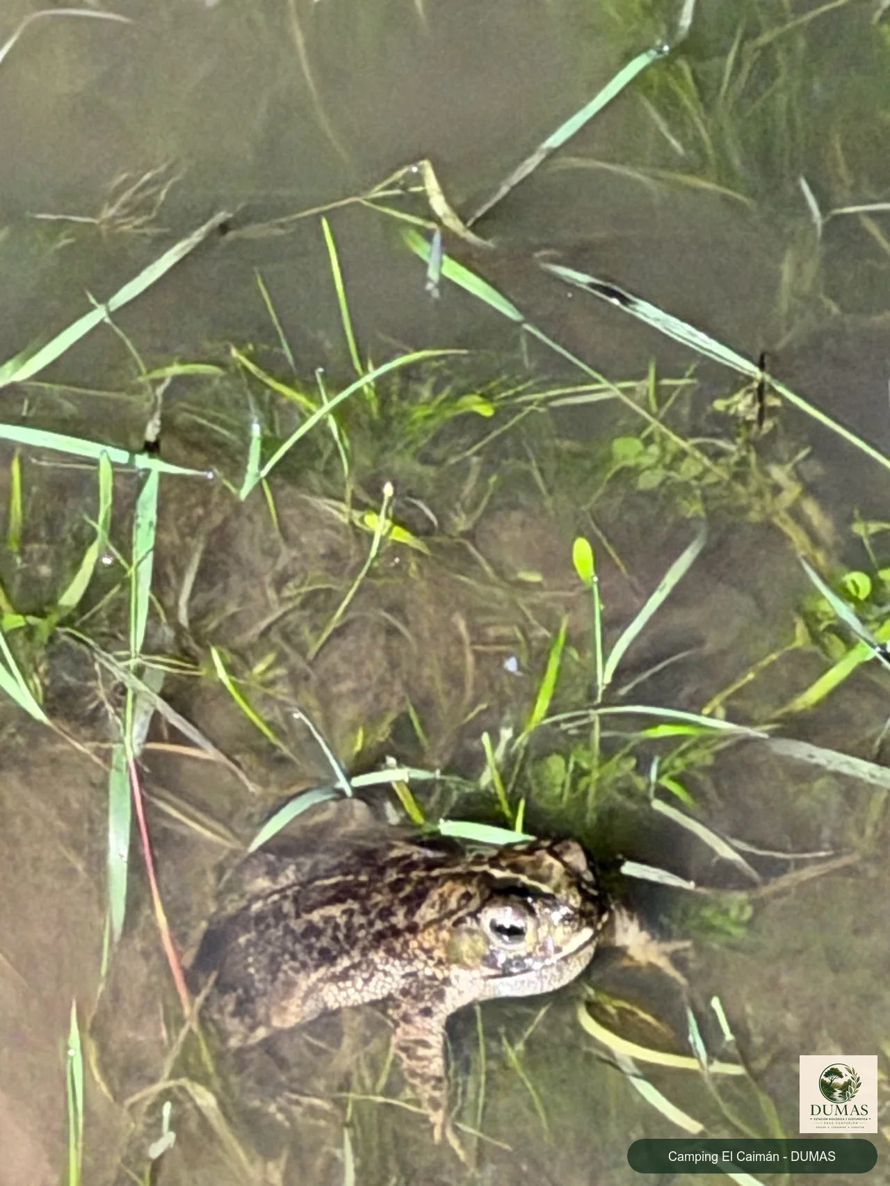 Registro fotográfico de Sapito Jardín
