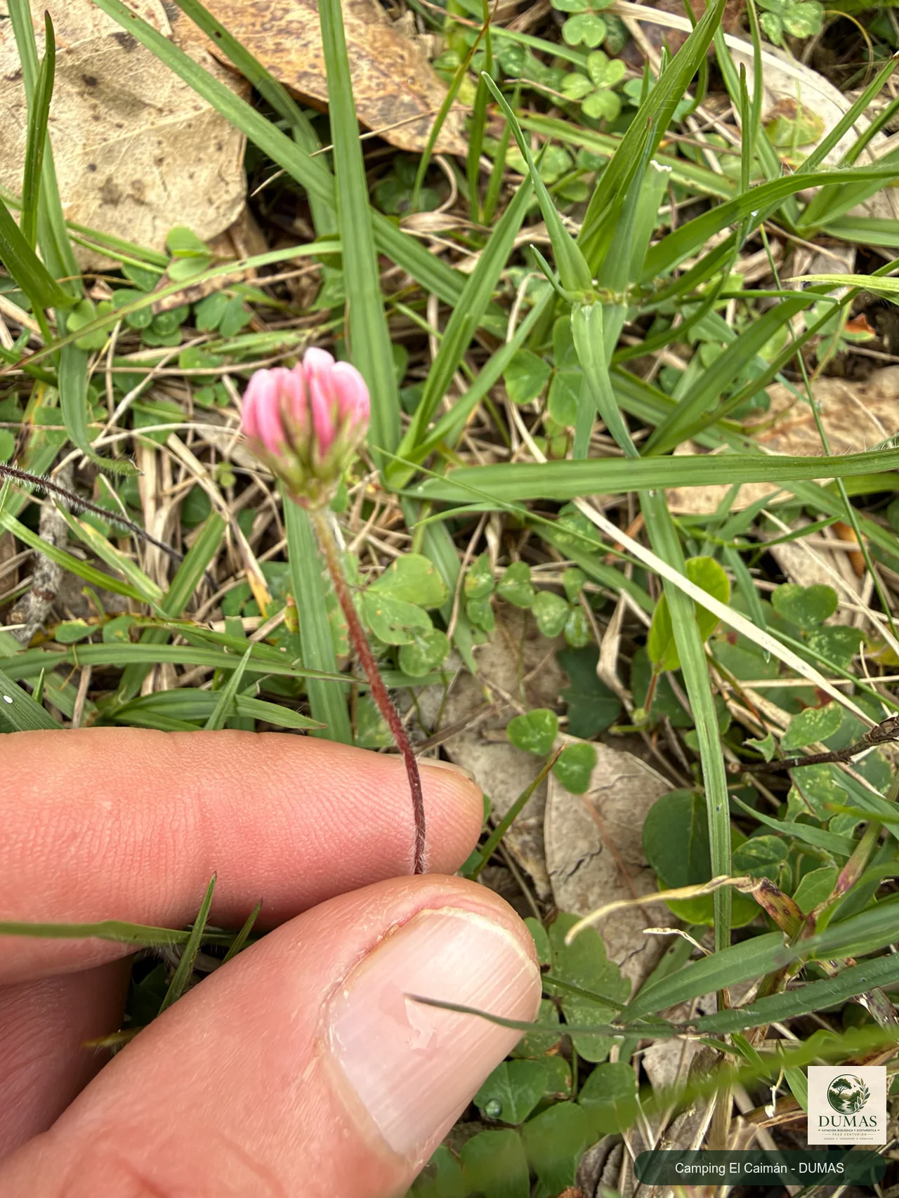 Registro fotográfico de Trifolium polymorphum