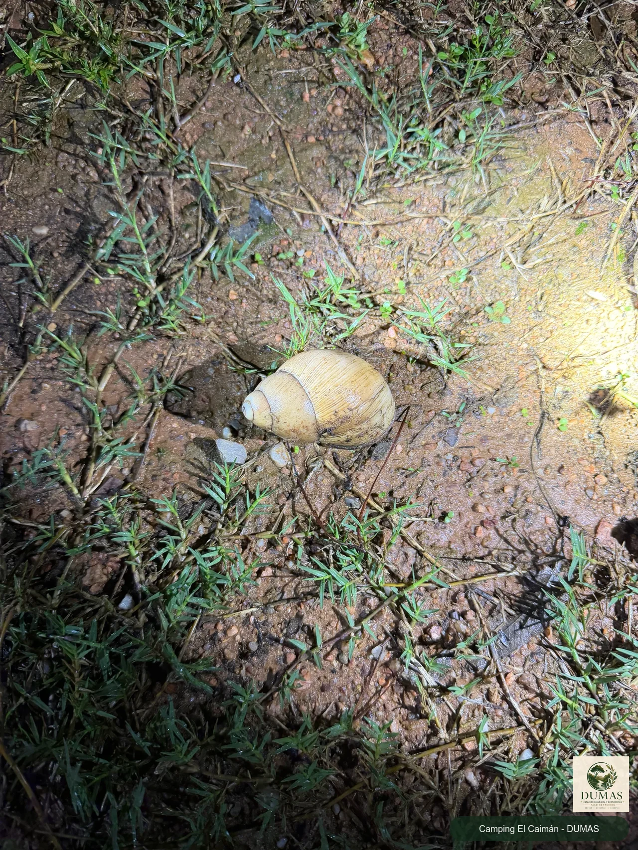 Registro fotográfico de Caracol de Boca Rosada
