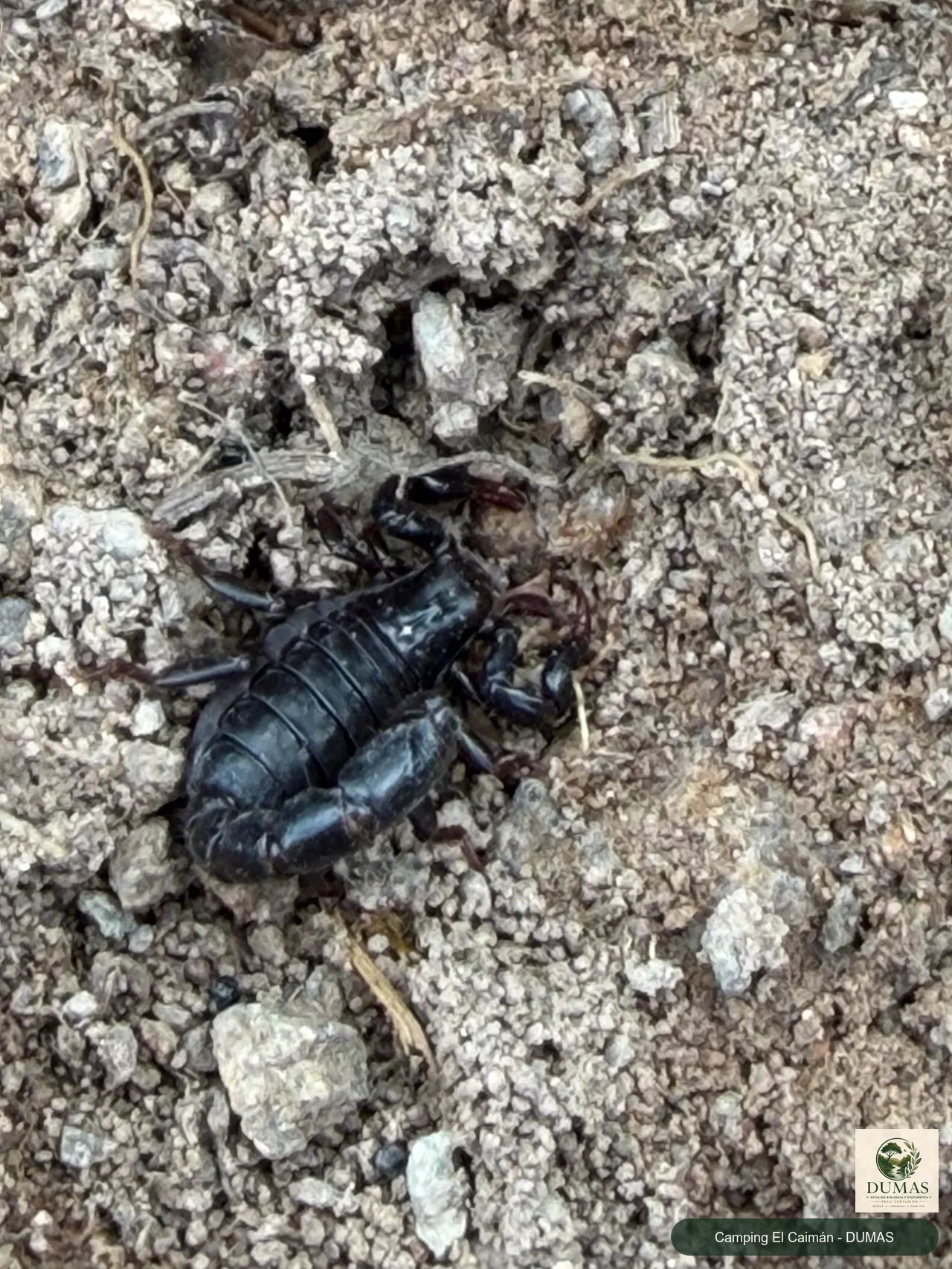 Registro fotográfico de Bothriurus bonariensis