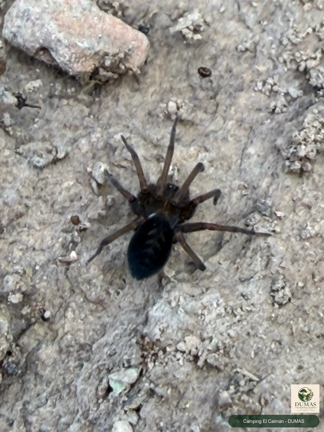 Registro fotográfico de Araña tejedora sudamericana