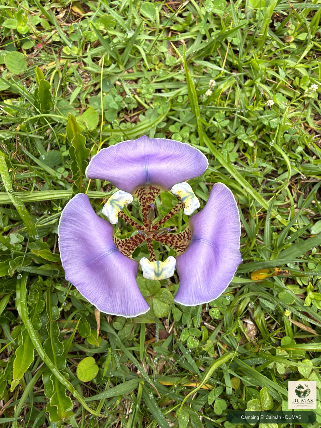 Registro fotográfico de Cypella unguiculata