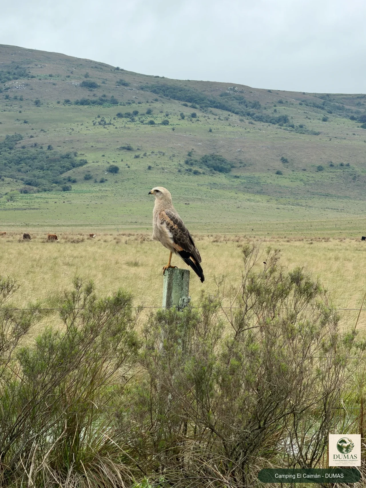 Registro fotográfico de Águila colorada