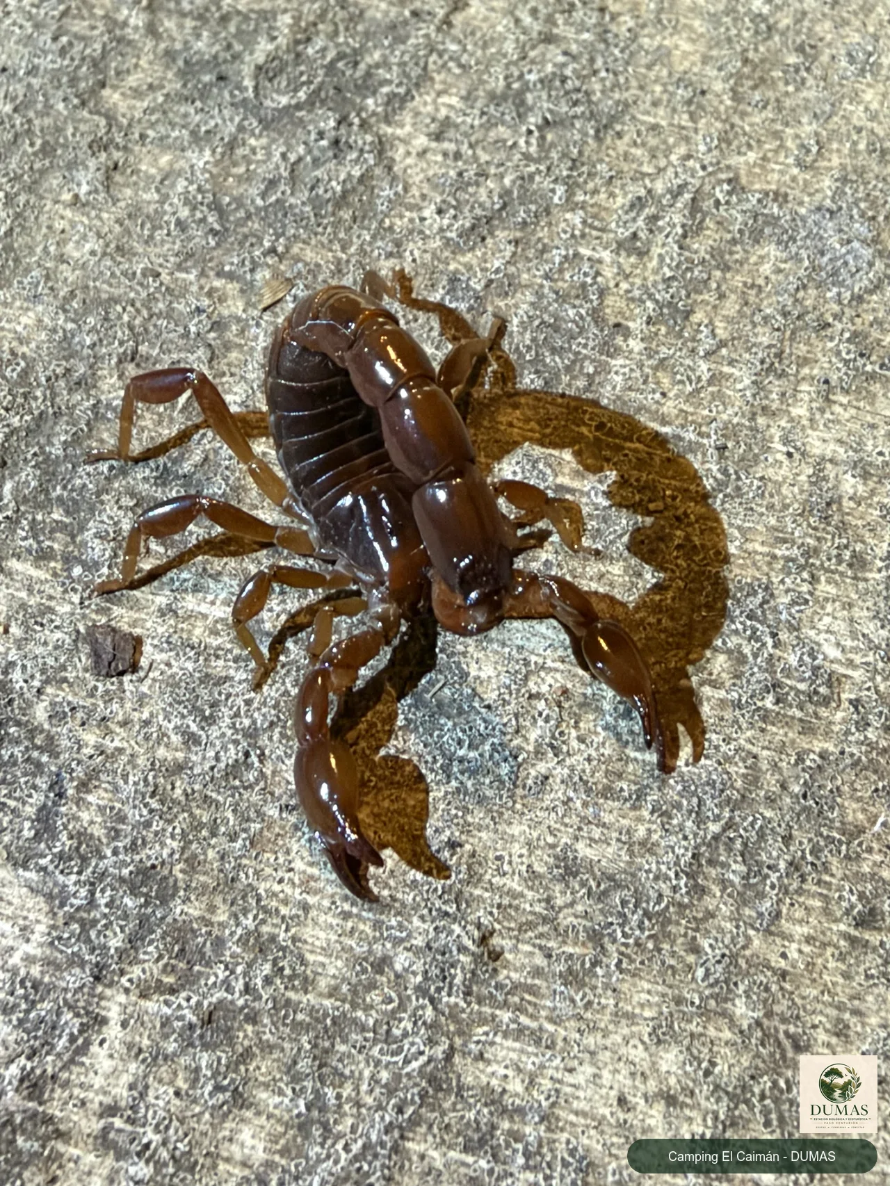 Registro fotográfico de Bothriurus bonariensis