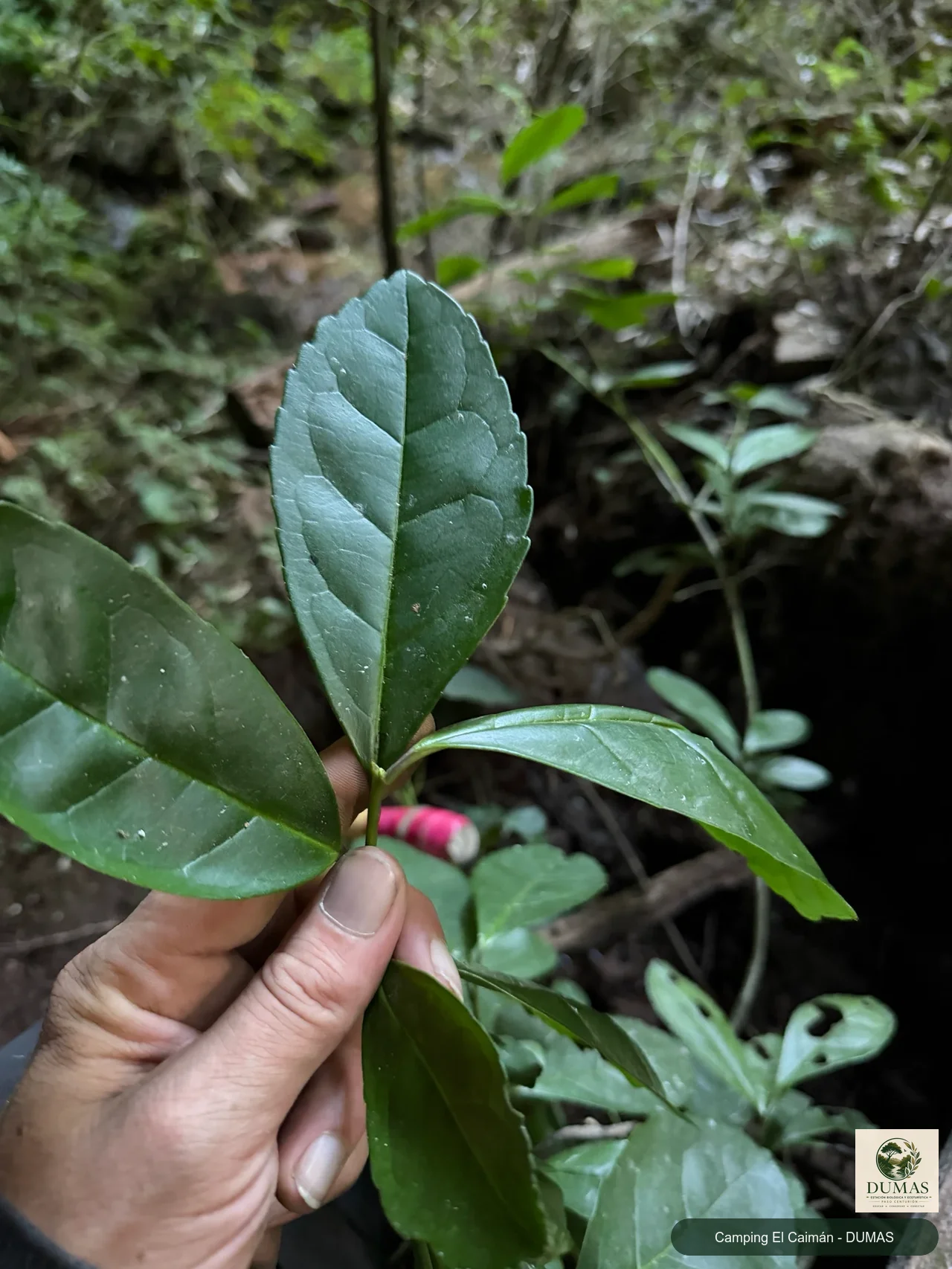 Registro fotográfico de Yerba mate