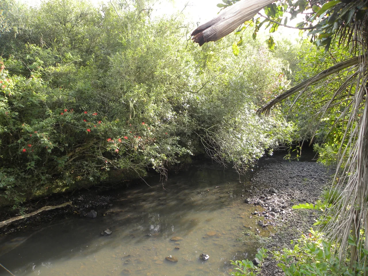Arroyo Sarandí de Barceló en Paso Sarandí, ambiente rocoso donde fue registrada Hemiancistrus punctulatus.
