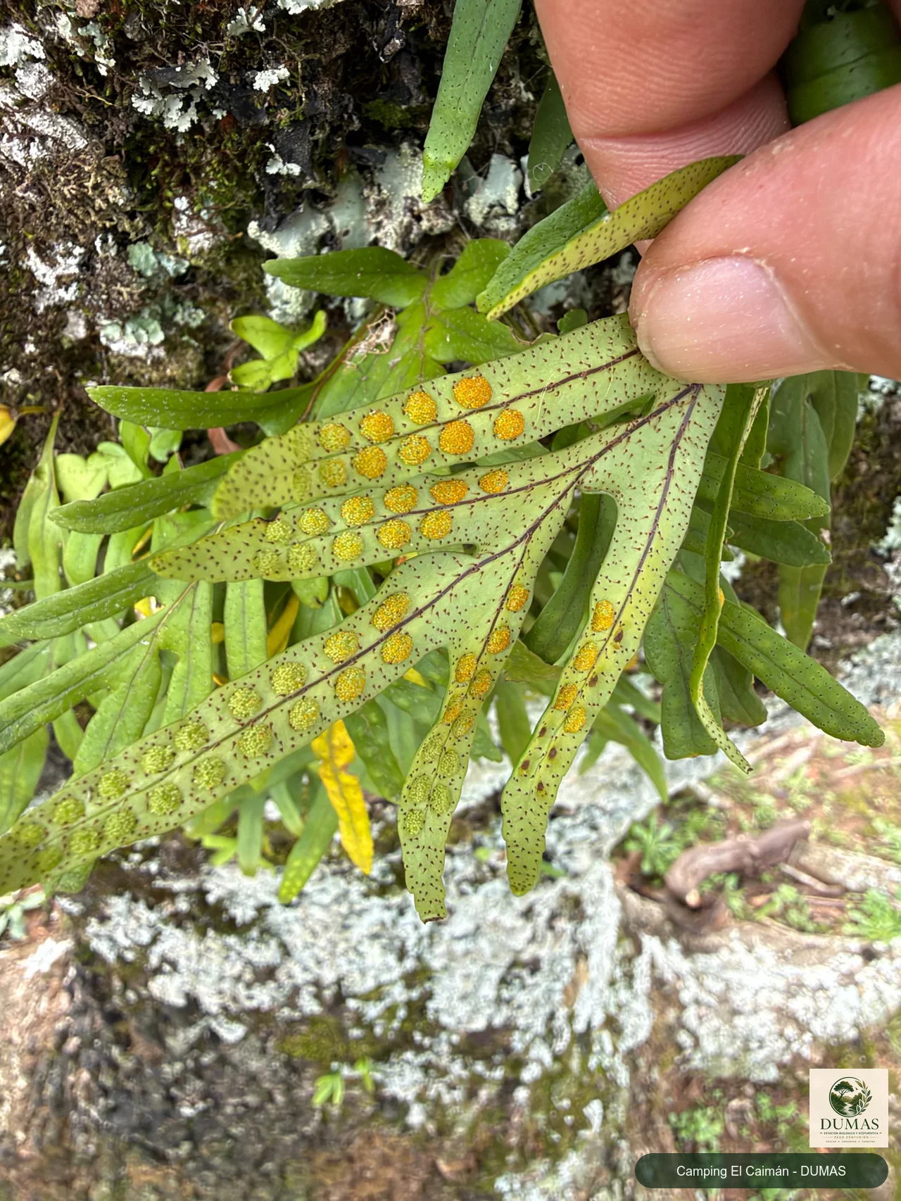 Registro fotográfico de Pleopeltis pleopeltifolia