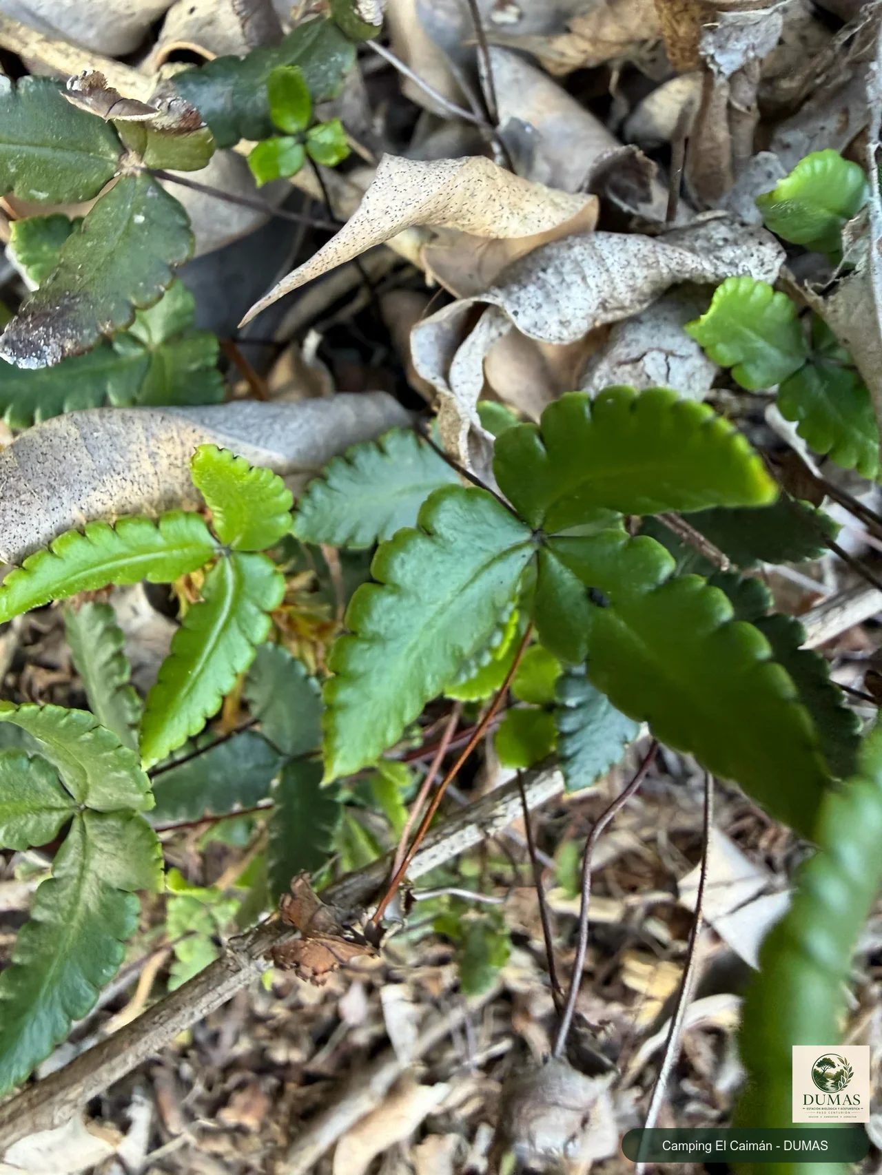 Registro fotográfico de Doryopteris triphylla