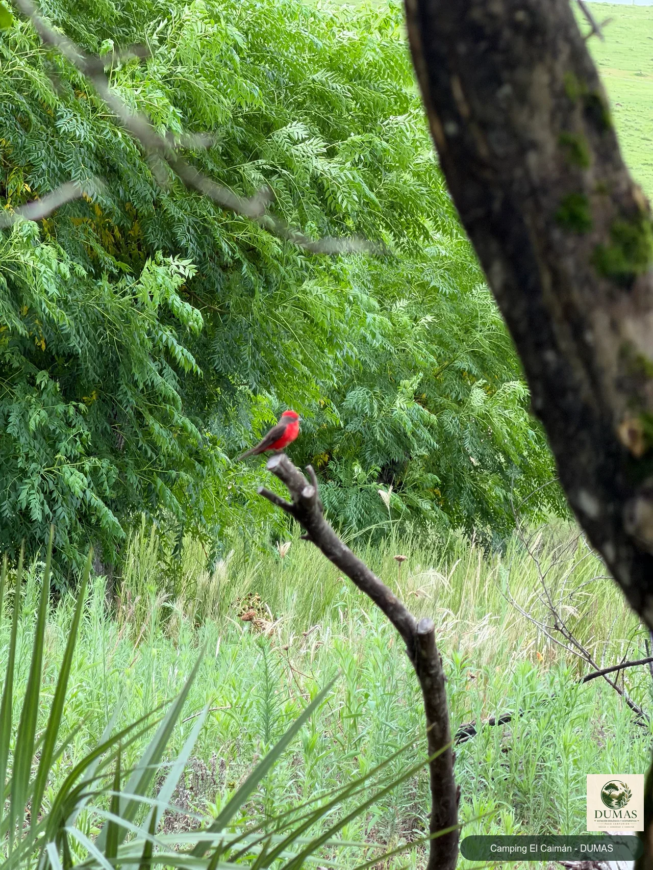 Registro fotográfico de Mosquero cardenal