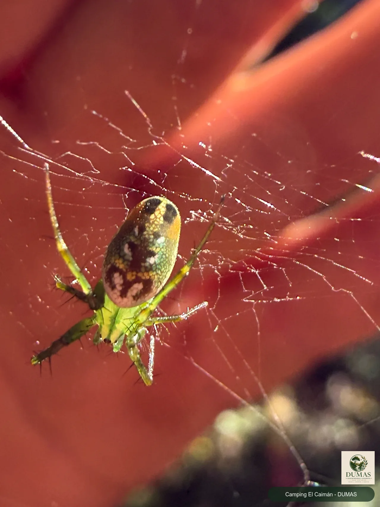 Registro fotográfico de Mangora strenua