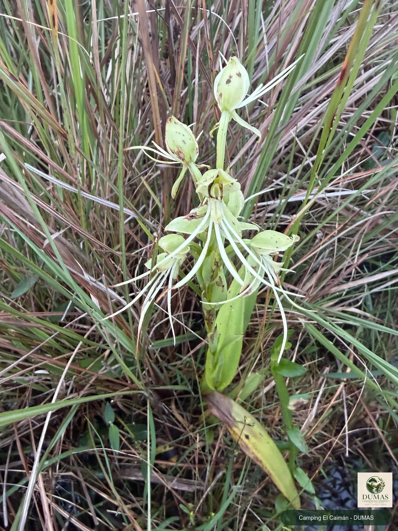 Registro fotográfico de Habenaria gourlieana
