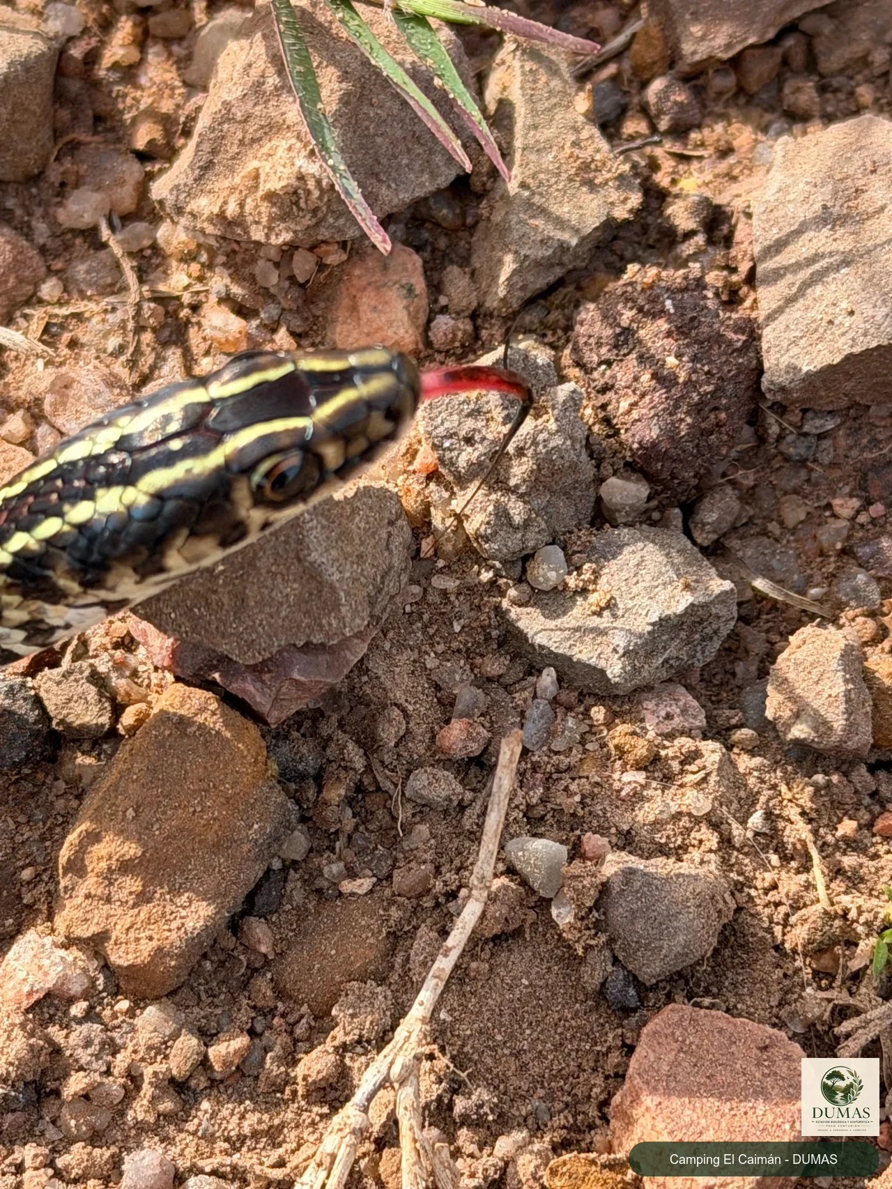 Registro fotográfico de Lygophis flavifrenatus