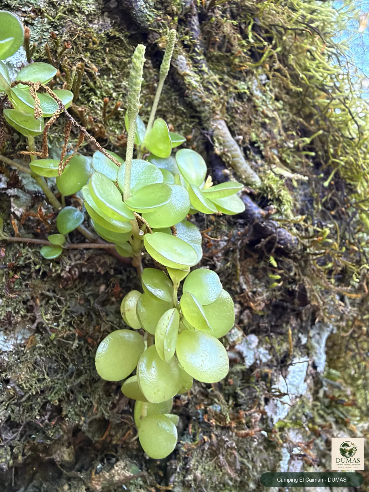 Registro fotográfico de Peperomia catharinae