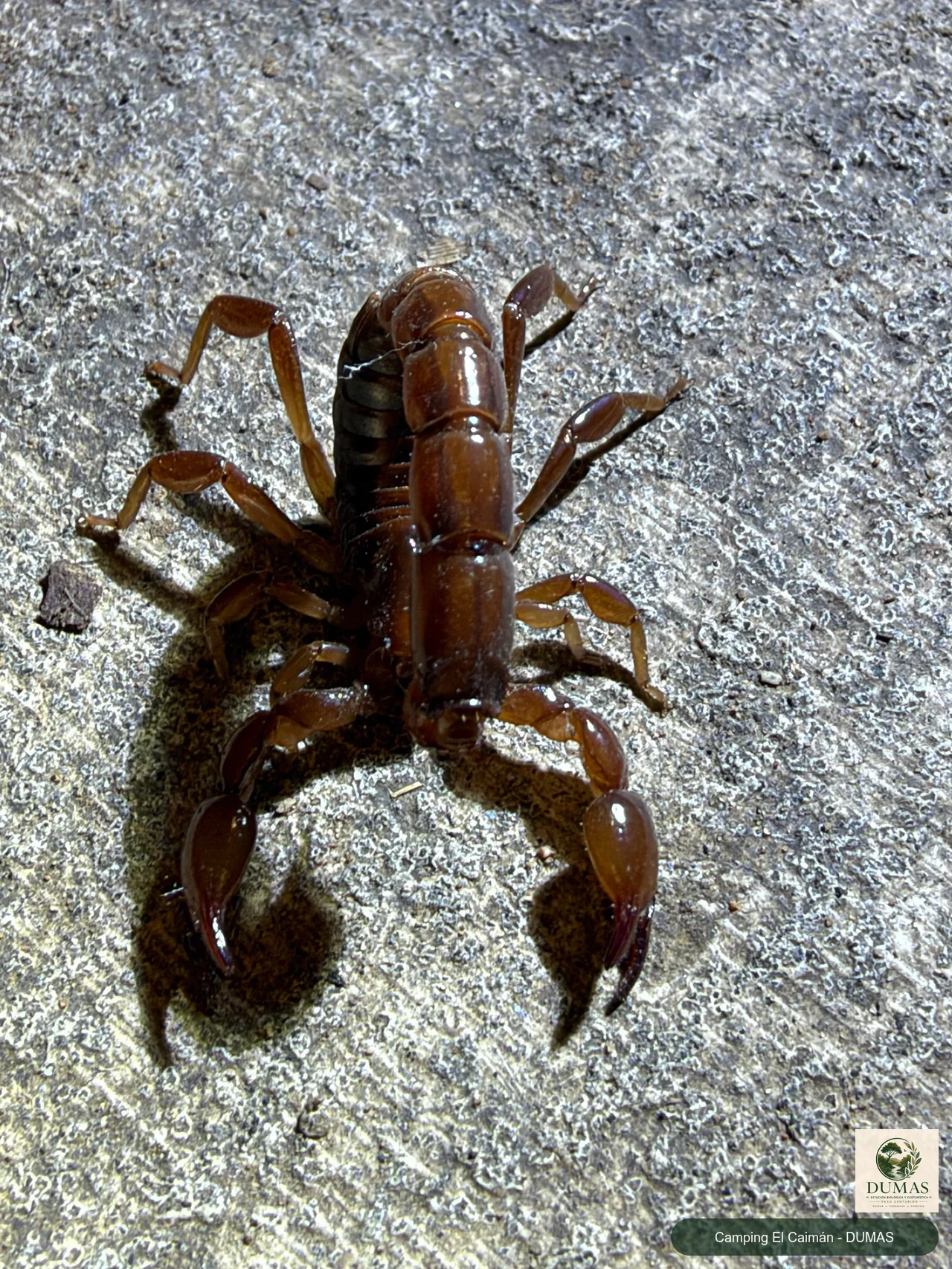 Registro fotográfico de Bothriurus bonariensis