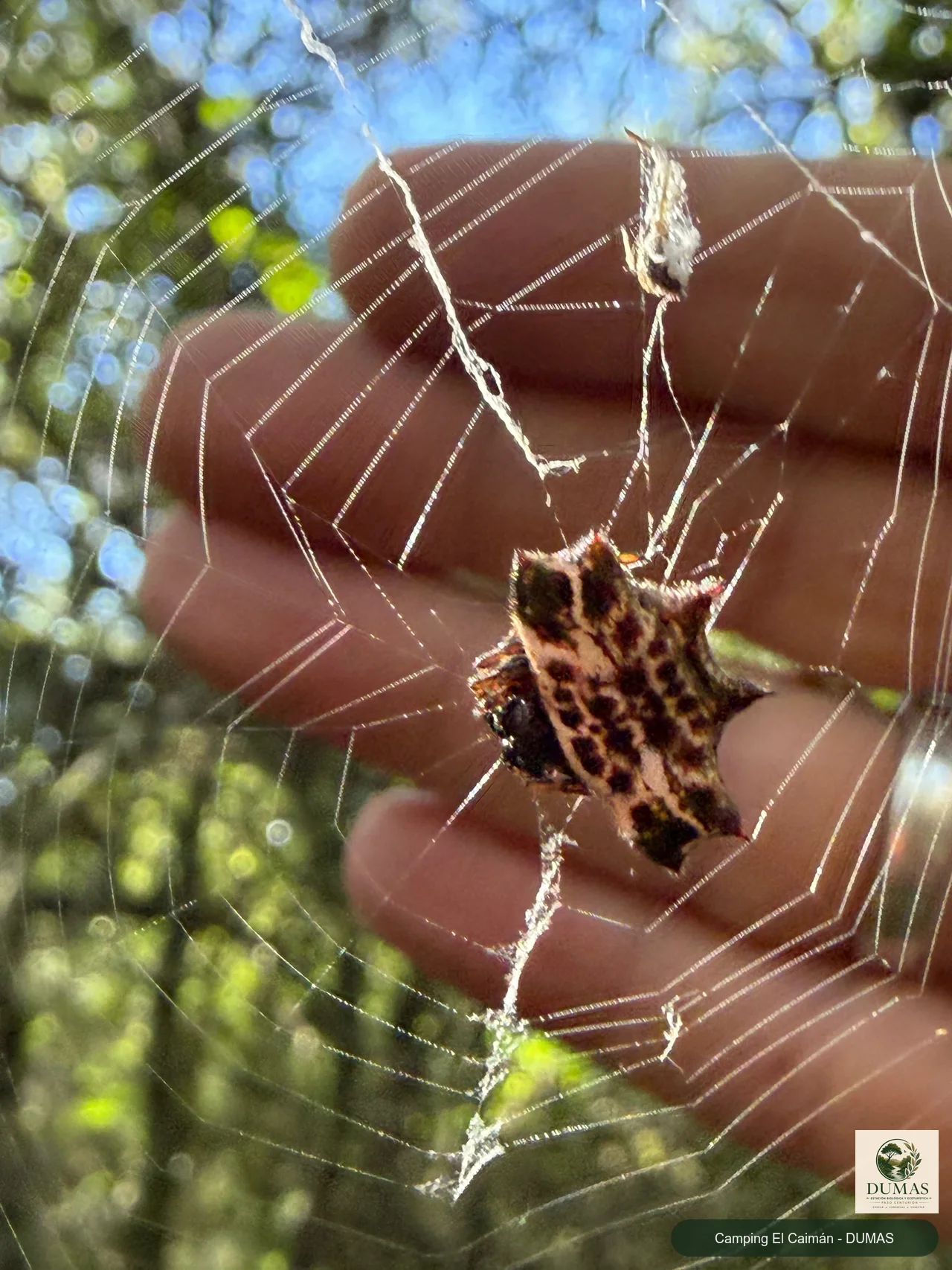 Registro fotográfico de Araña tejedora espinosa
