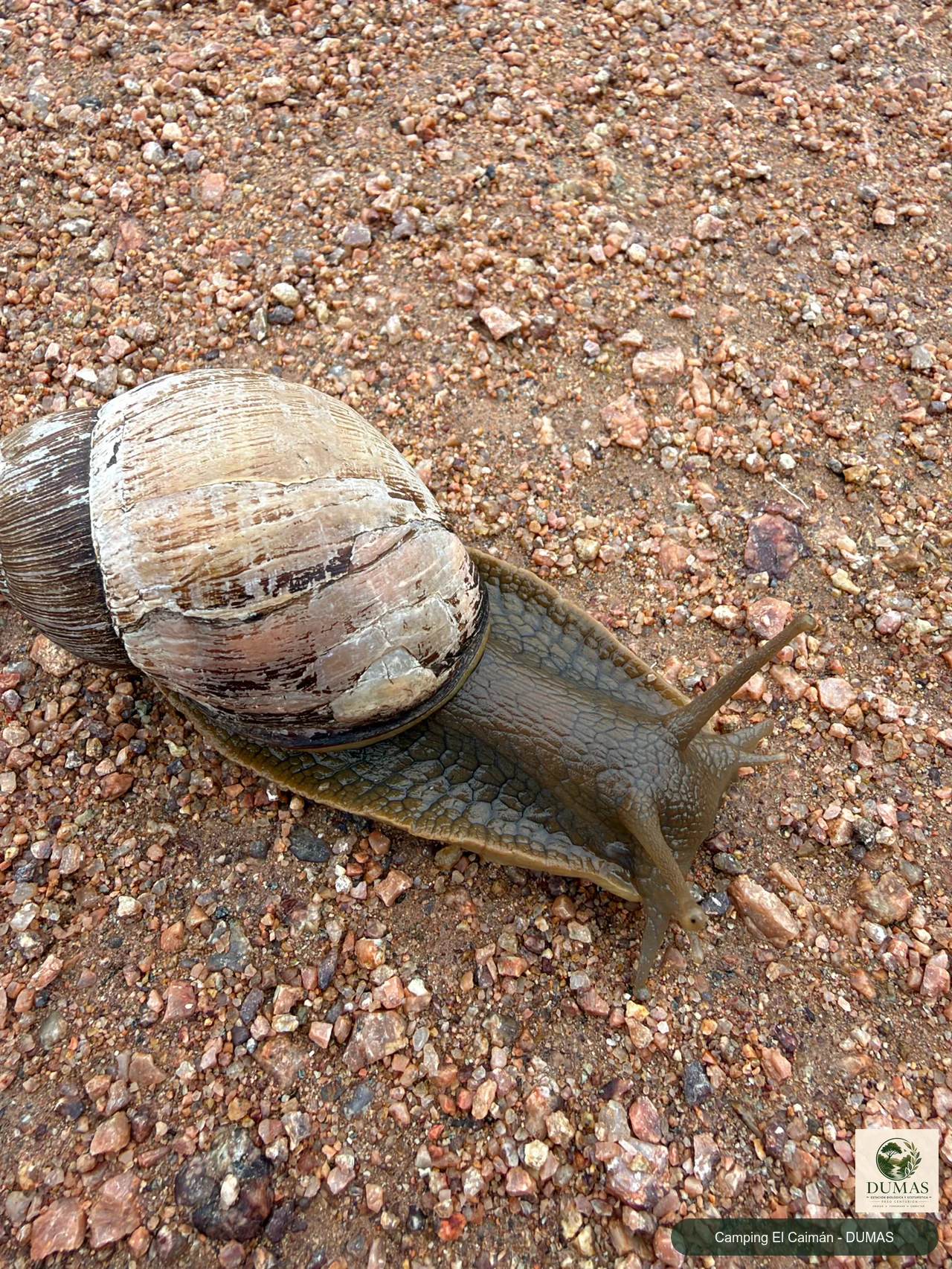 Registro fotográfico de Caracol de Boca Rosada