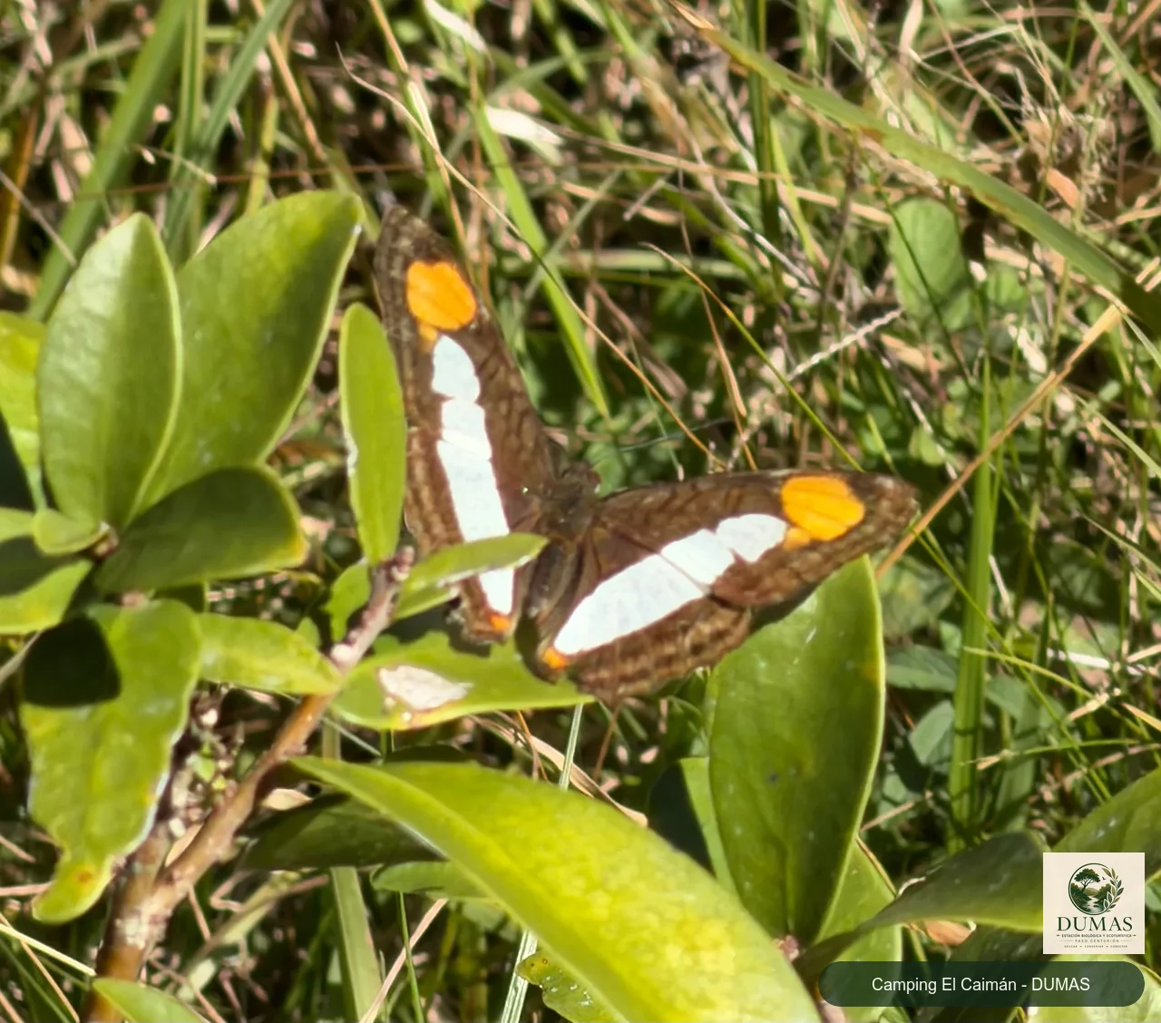 Registro fotográfico de Mariposas monjitas
