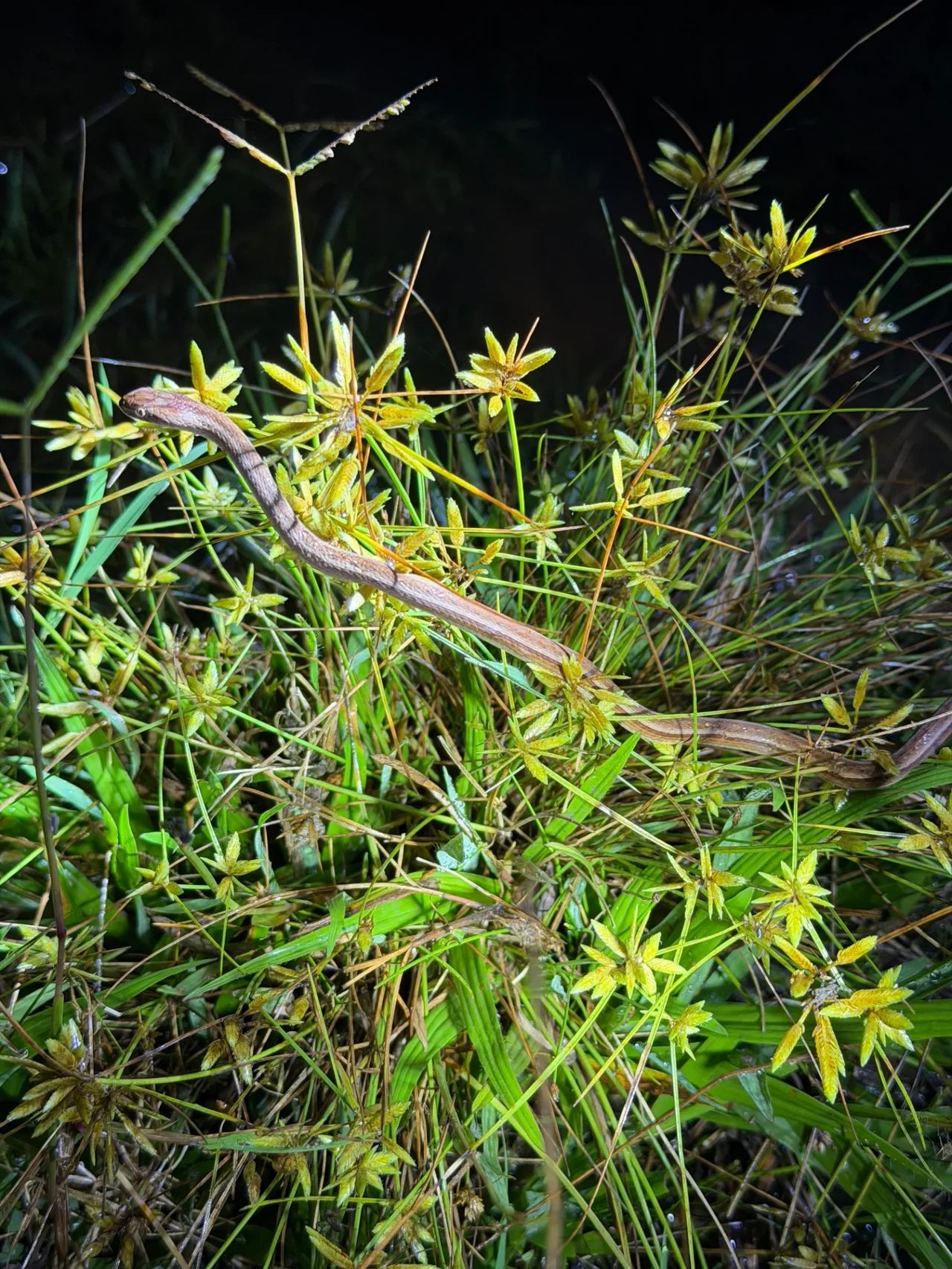 Foto del paseo Observación nocturna de anfibios y fauna asociada