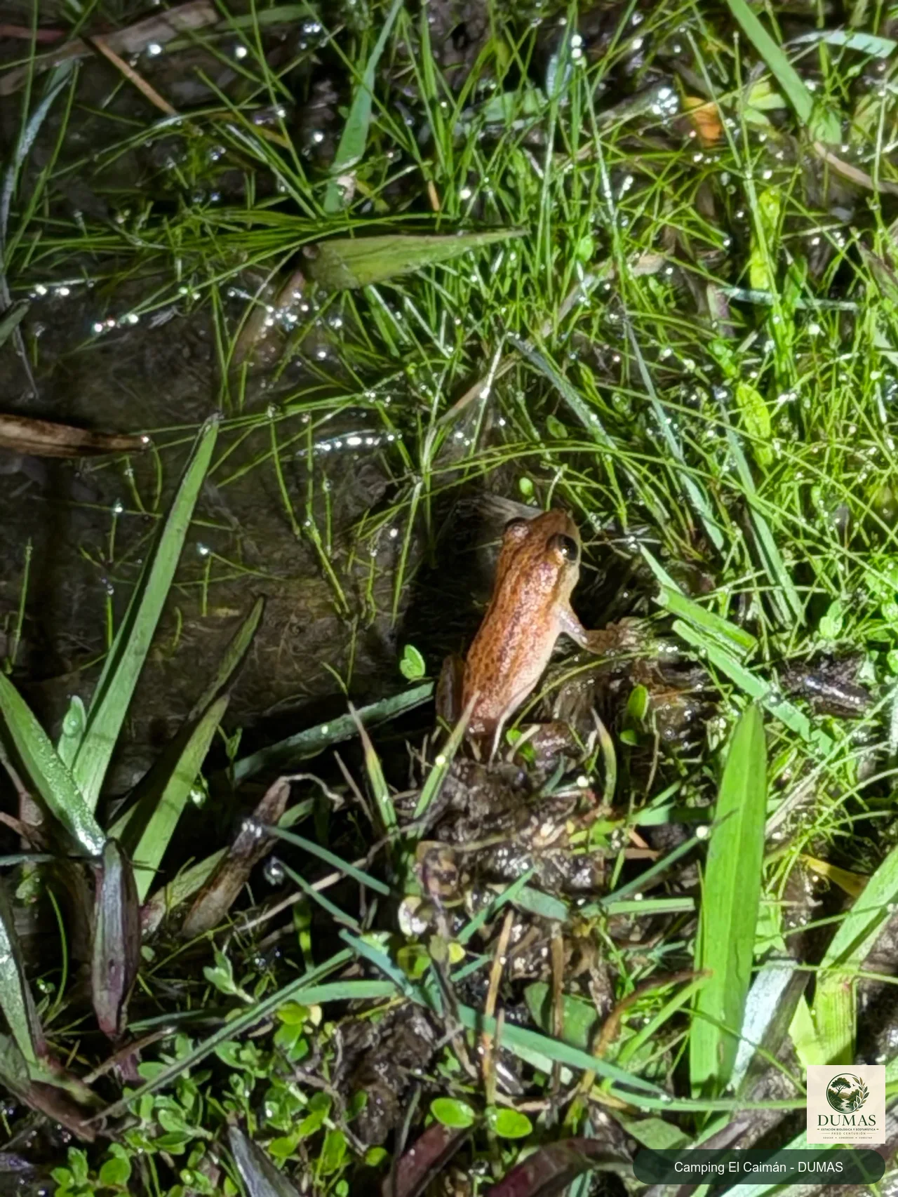 Registro fotográfico de Dendropsophus sanborni