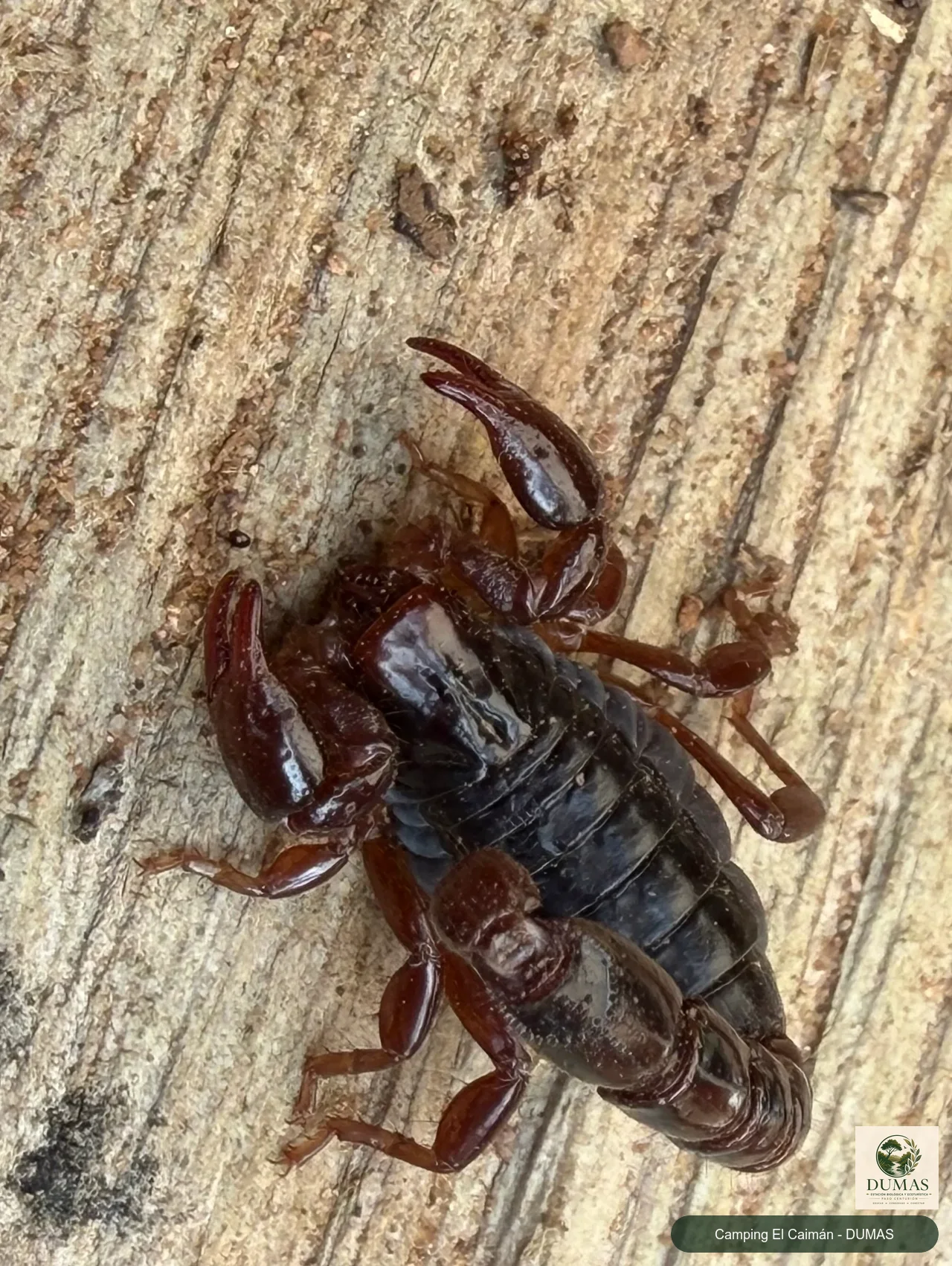 Registro fotográfico de Bothriurus bonariensis