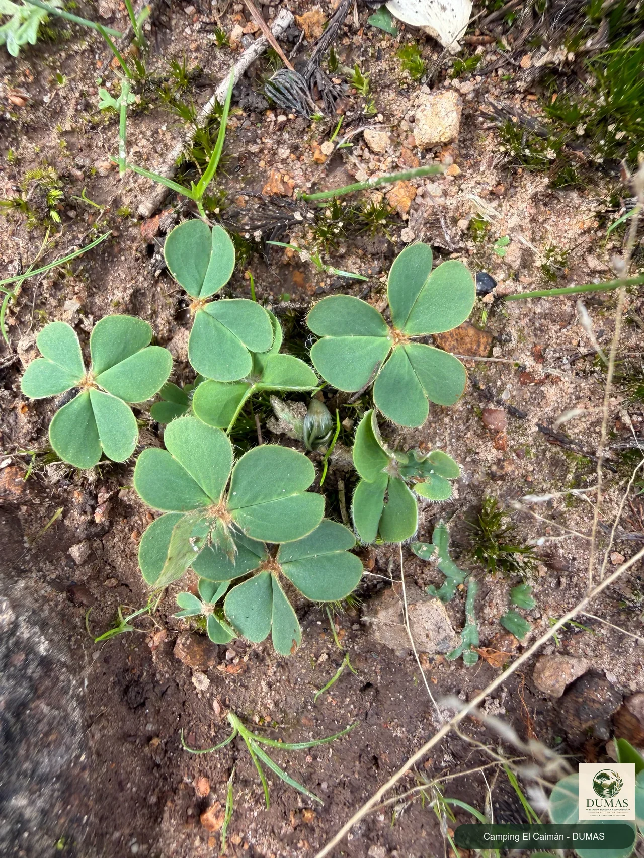 Registro fotográfico de Oxalis sellowiana