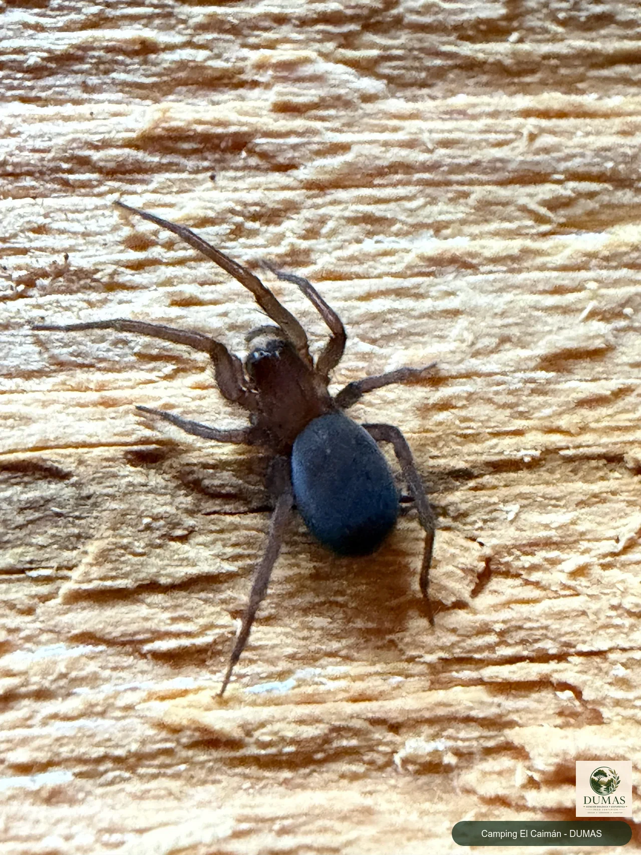 Registro fotográfico de Araña tejedora sudamericana
