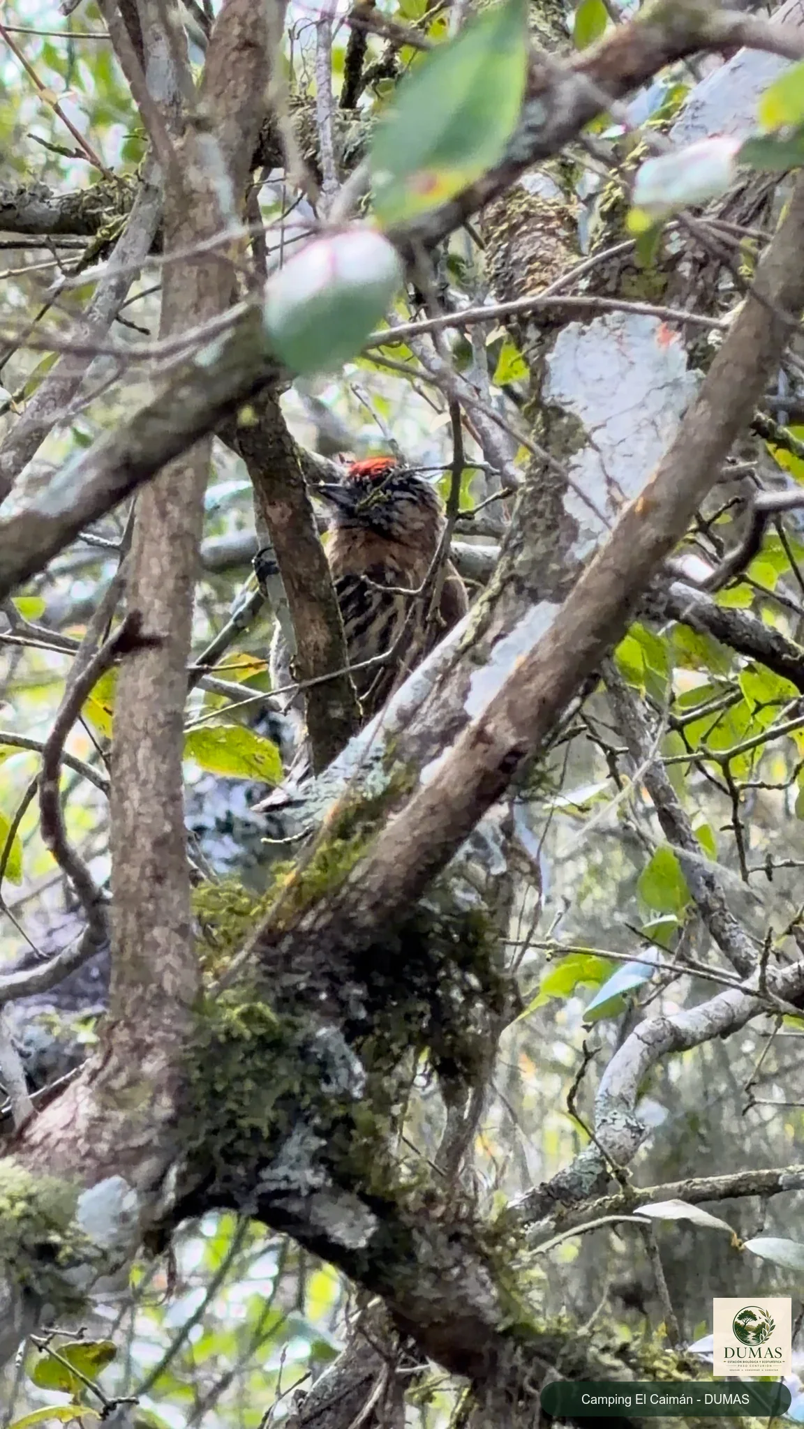Registro fotográfico de Carpinterito enano