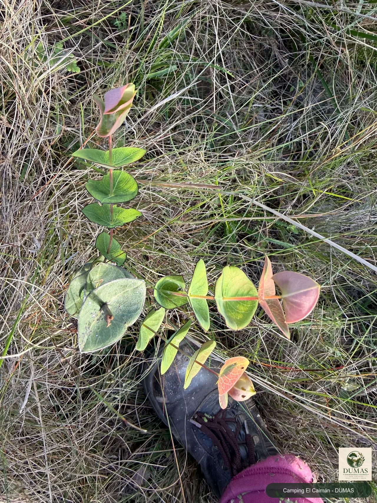 Registro fotográfico de Hypericum connatum
